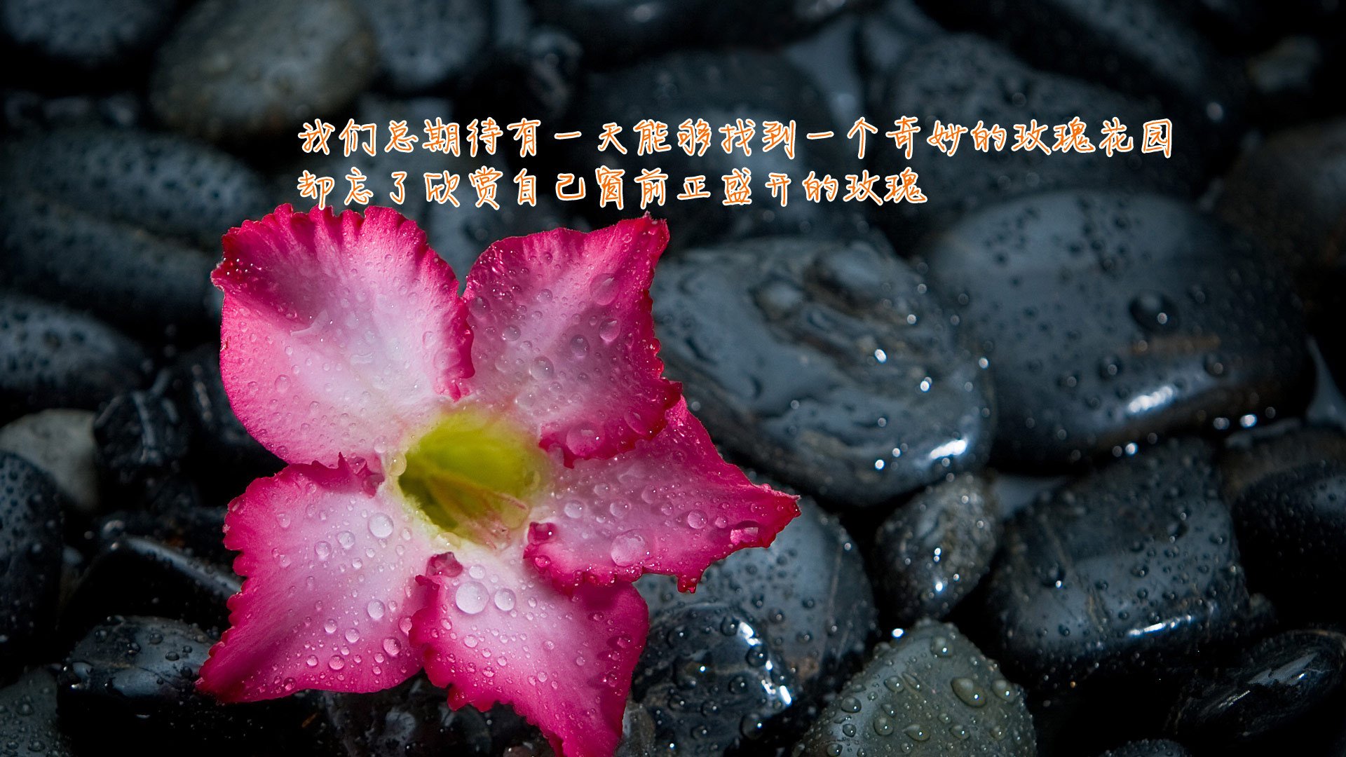 小清新,静物写真,花卉,励志,1月24日,儿童桌面专用