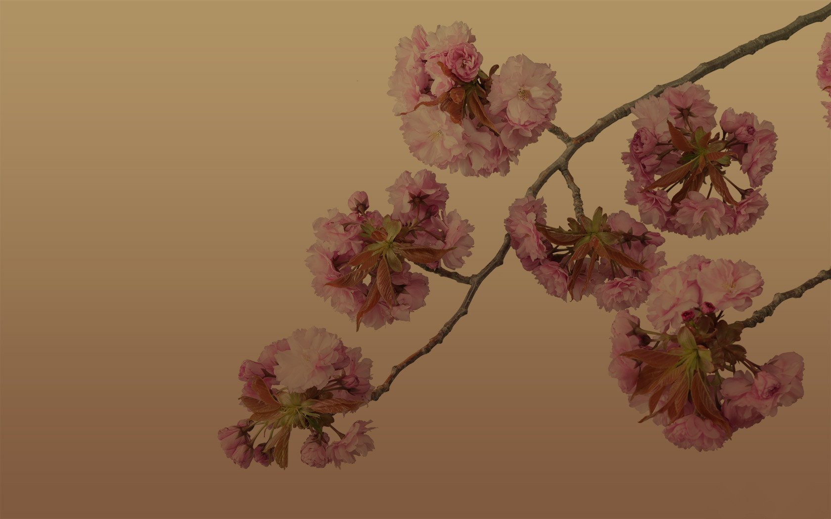 小清新,鸟语花香,1月16日