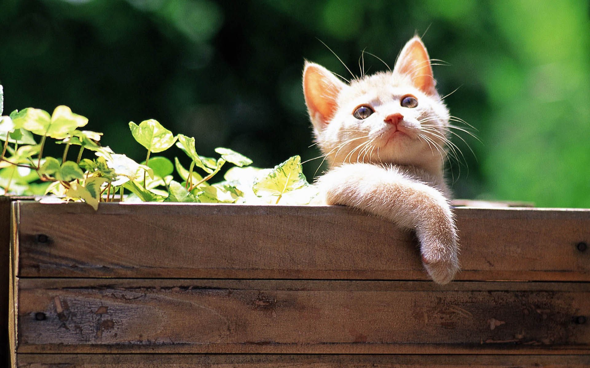 萌宠,喵星人,儿童桌面专用