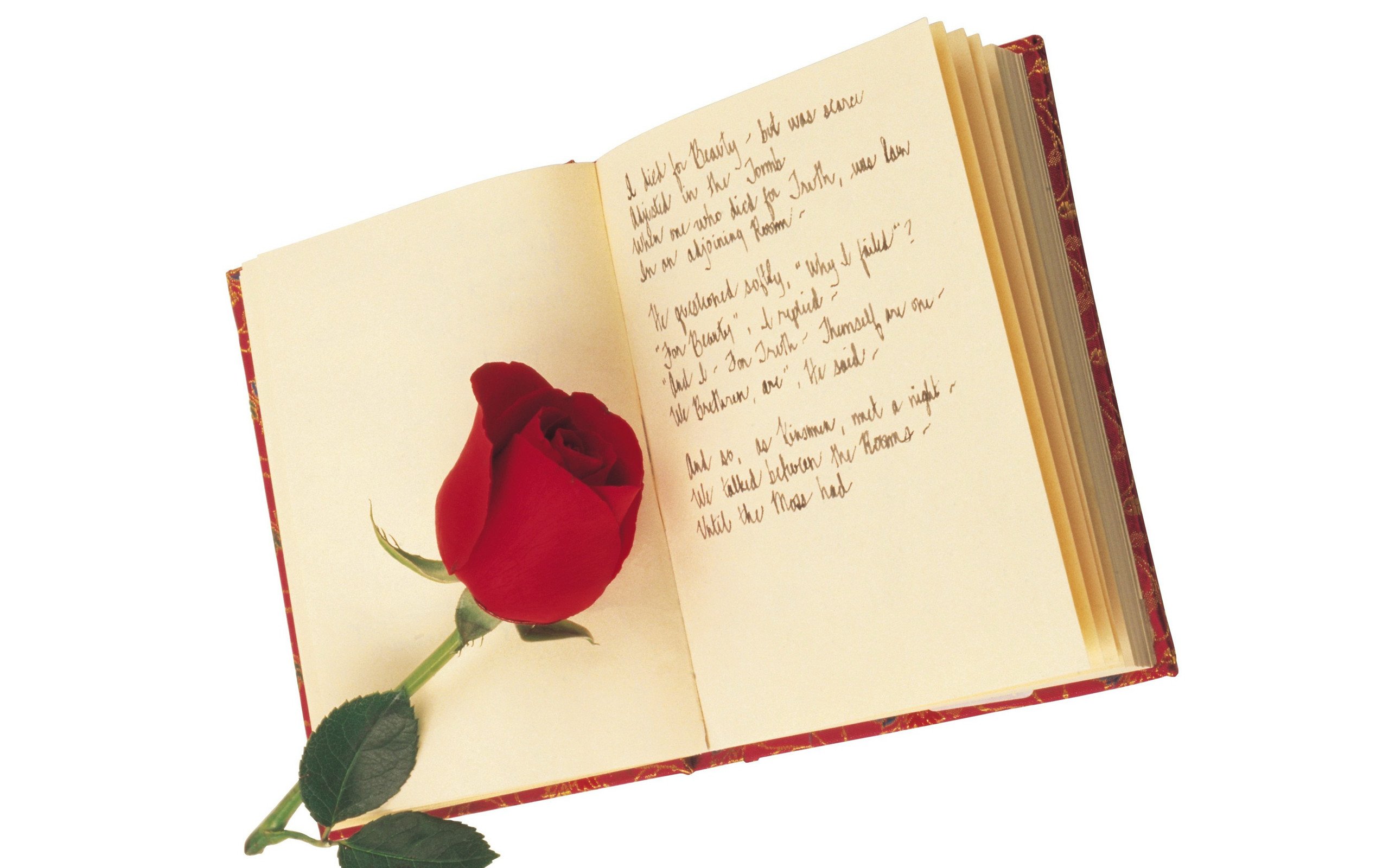 小清新,静物写真,书,玫瑰,1月21日,儿童桌面专用