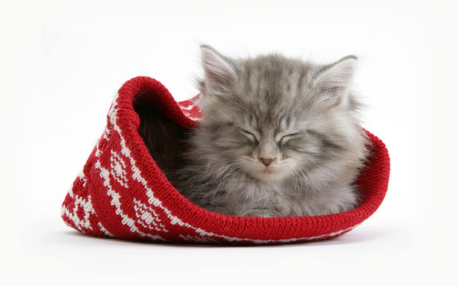 萌宠,喵星人,可爱,宠物,卖萌,搞笑图,憨态百出,睡觉中,儿童桌面专用