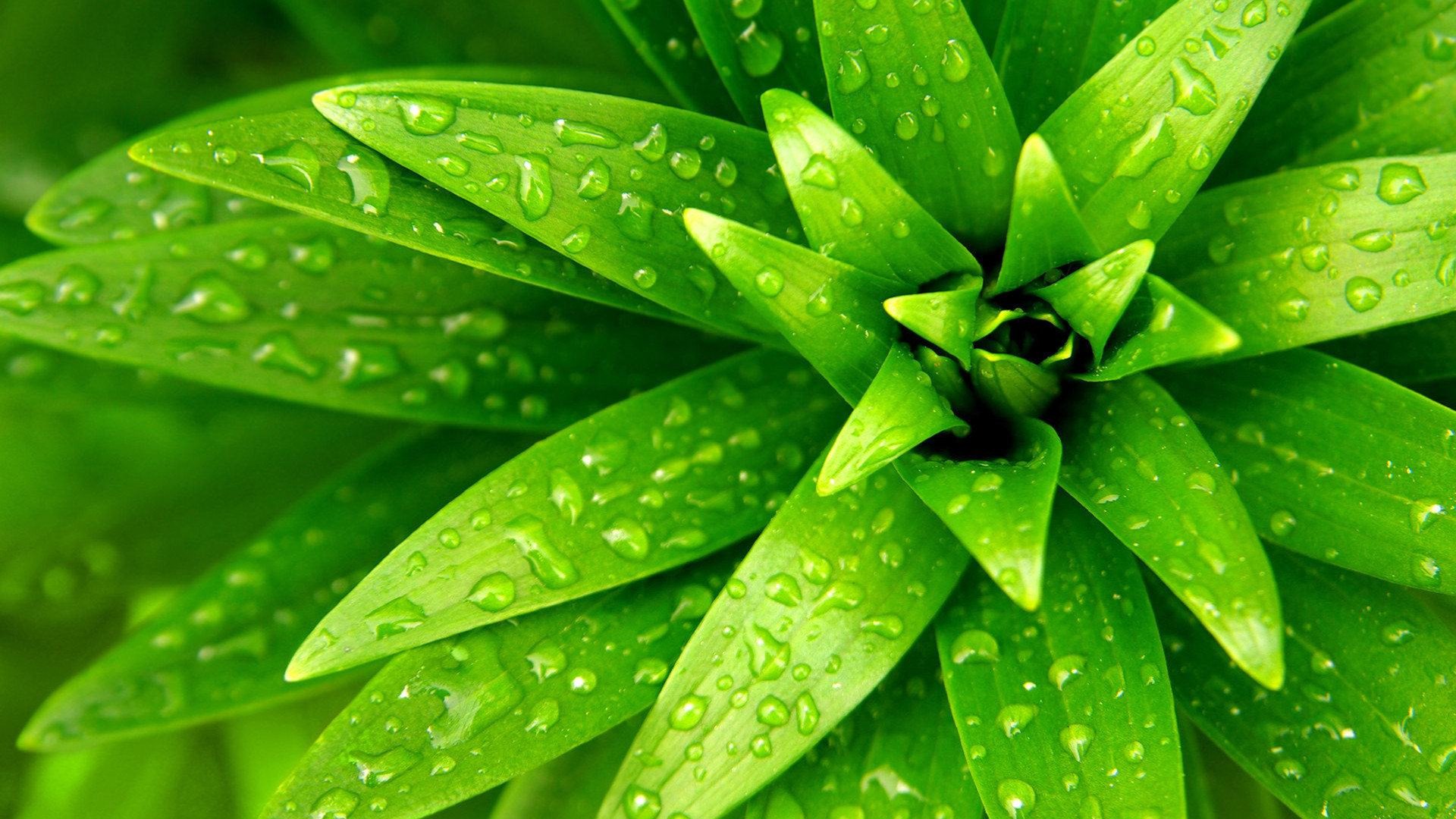 小清新,护眼壁纸,绿色,1月30日,儿童桌面专用