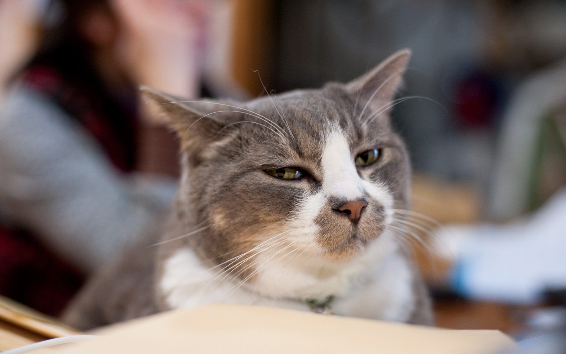 萌宠,喵星人,儿童桌面专用