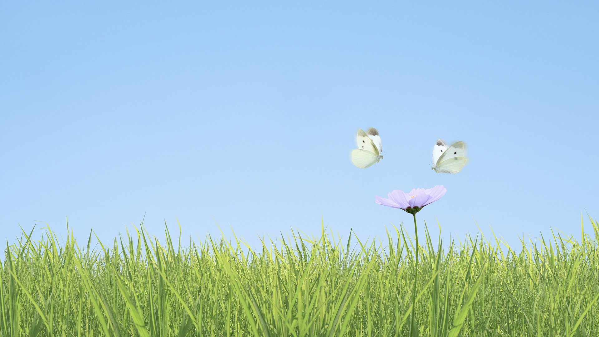 小清新,鸟语花香,花卉,一月十一日,儿童桌面专用