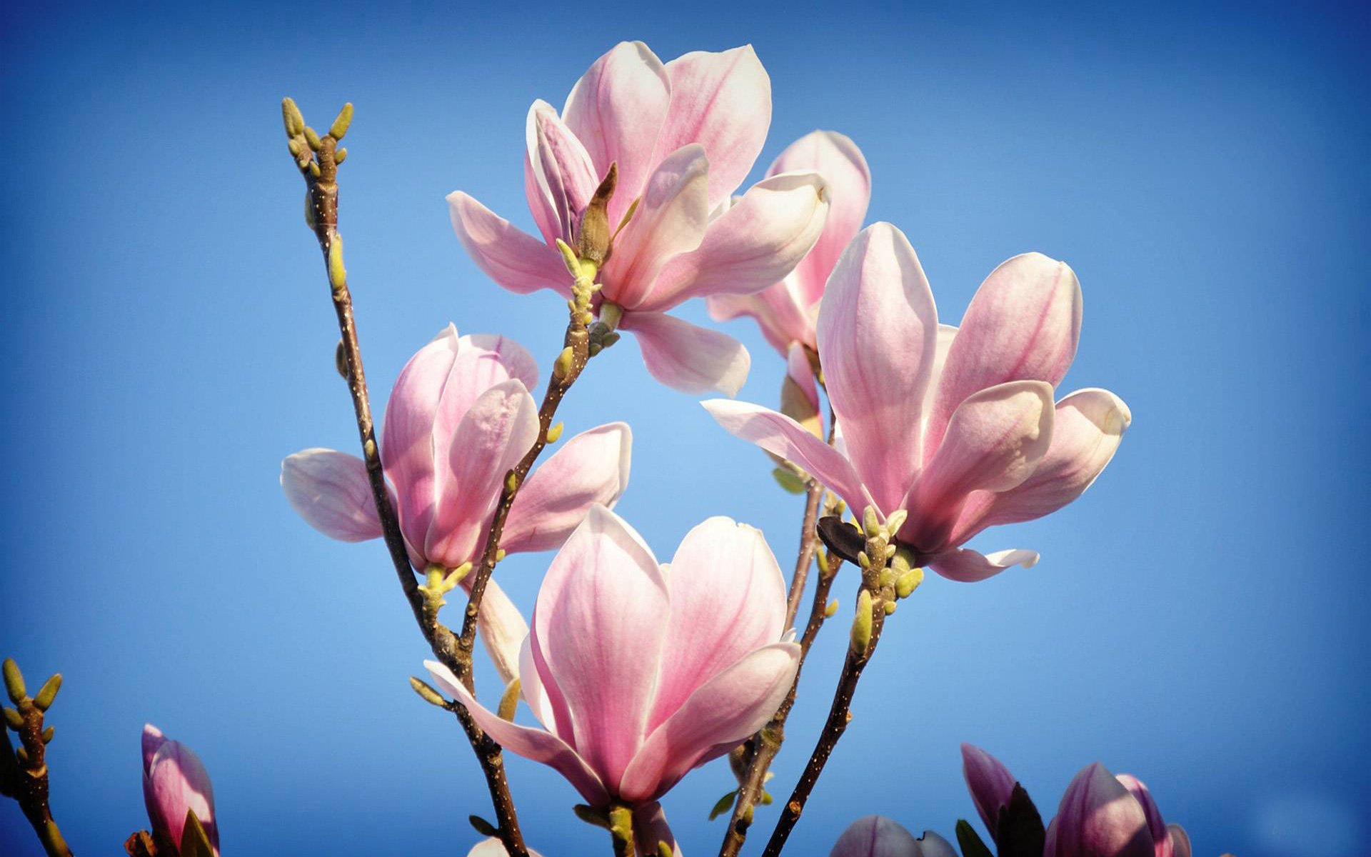 小清新,鸟语花香,花卉,1月30日,儿童桌面专用
