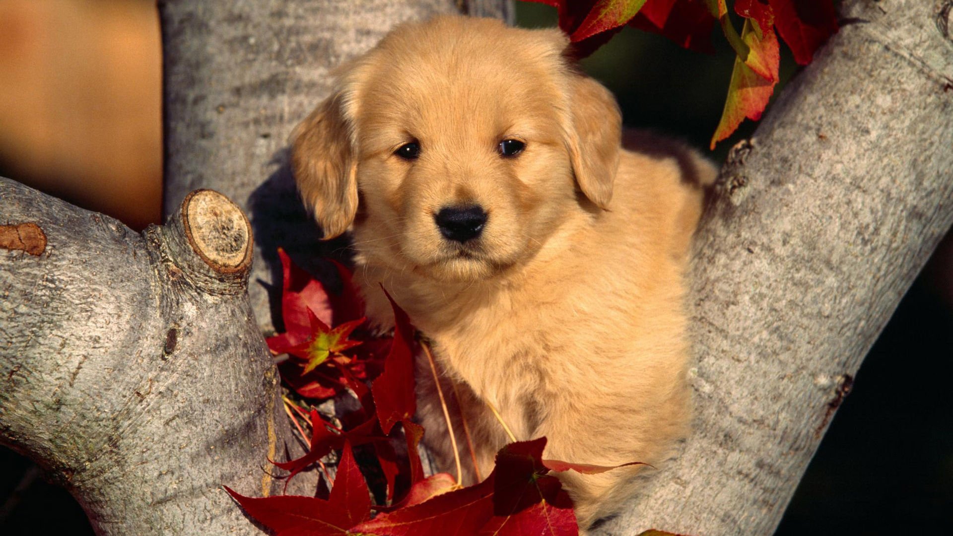 萌宠,汪星人,宠物,动物,可爱,卖萌,狗,儿童桌面专用