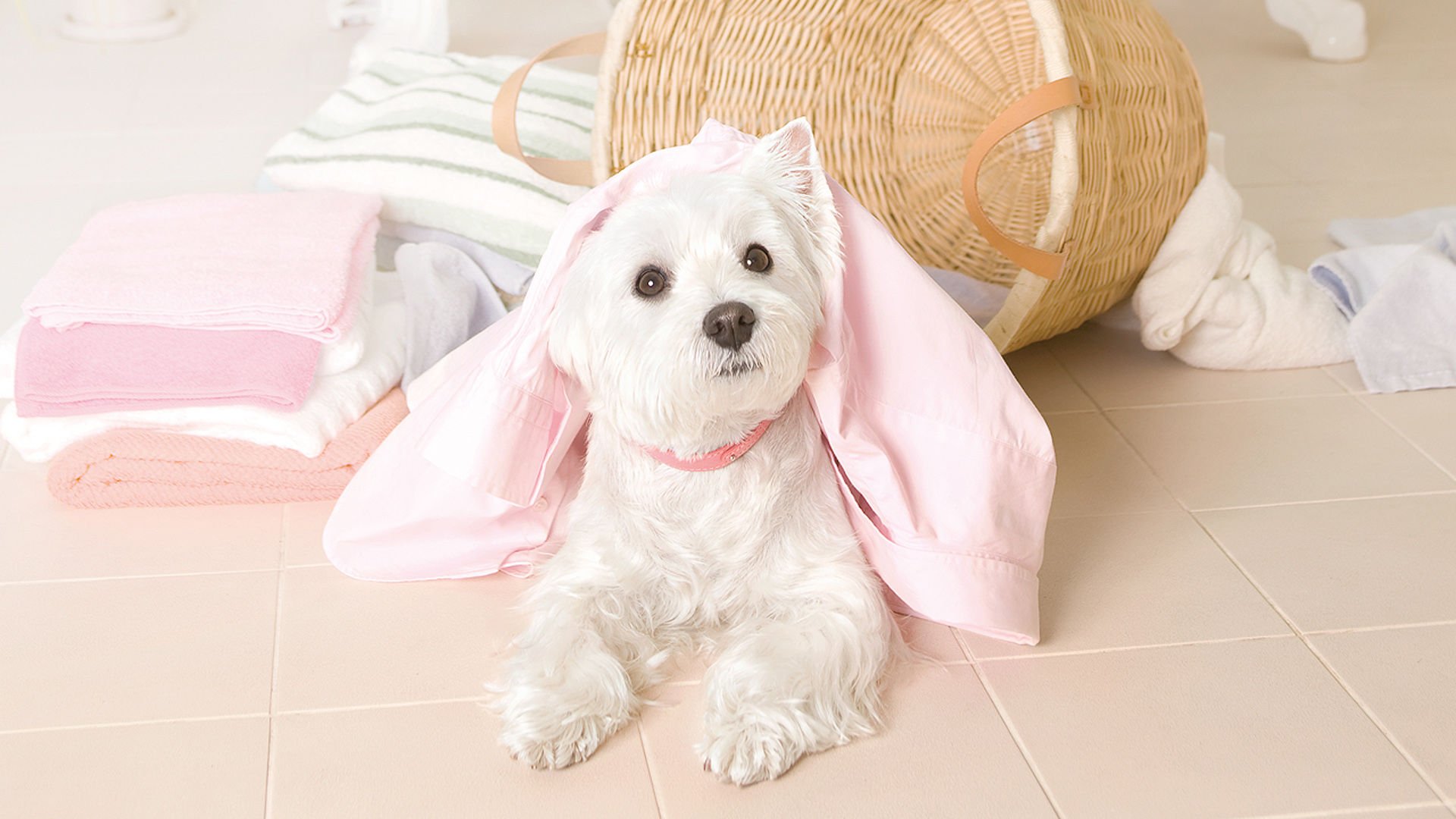 萌宠,汪星人,狗,卖萌,可爱,宠物,古灵精怪,憨态百出,搞笑图,儿童桌面专用