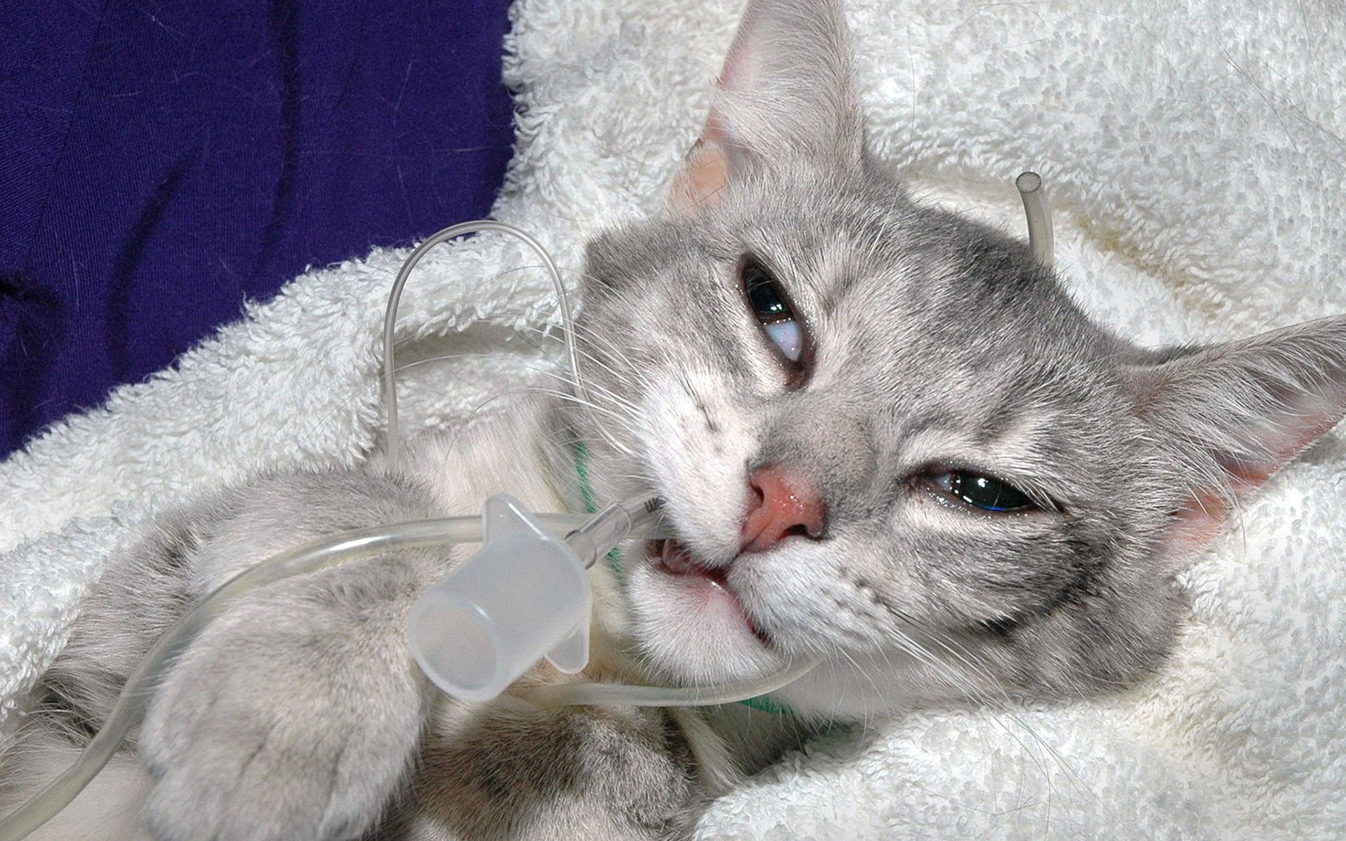 萌宠,喵星人,可爱,宠物,卖萌,搞笑图,憨态百出,古灵精怪,猫,儿童桌面专用