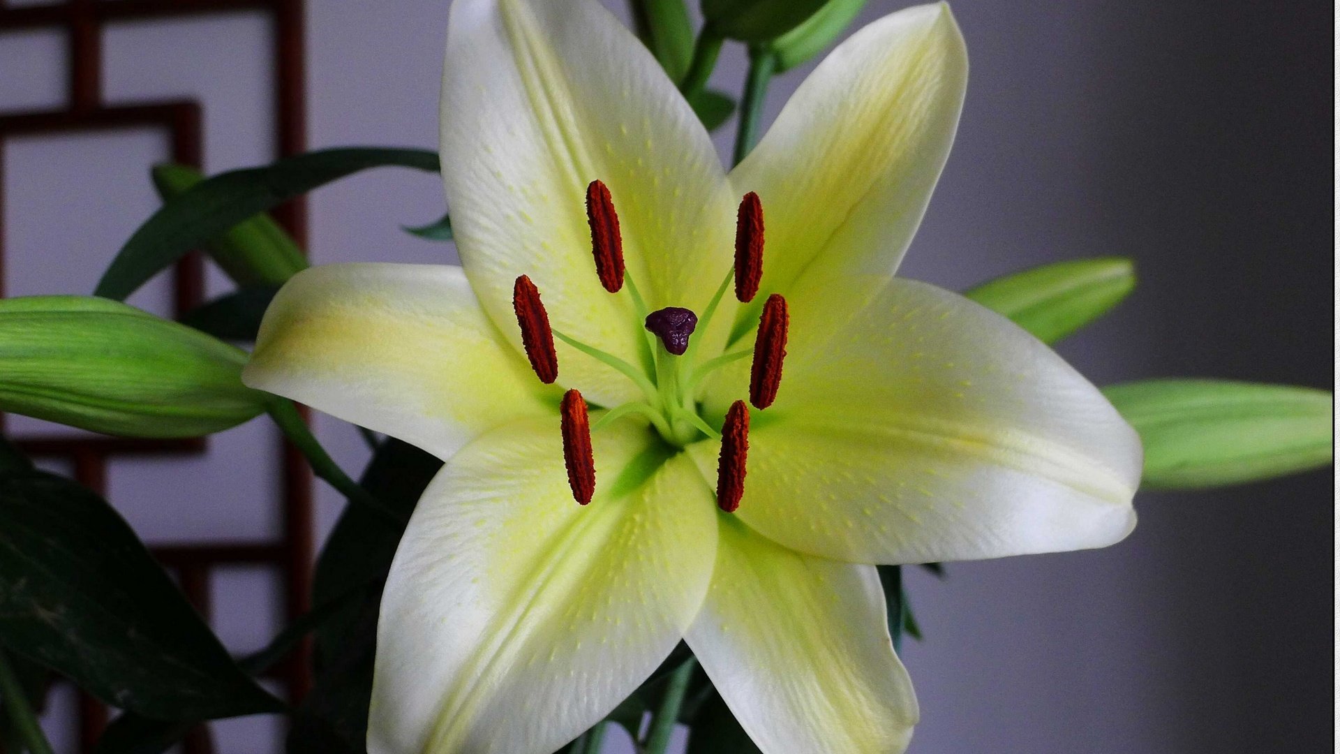 小清新,百合花,儿童桌面专用