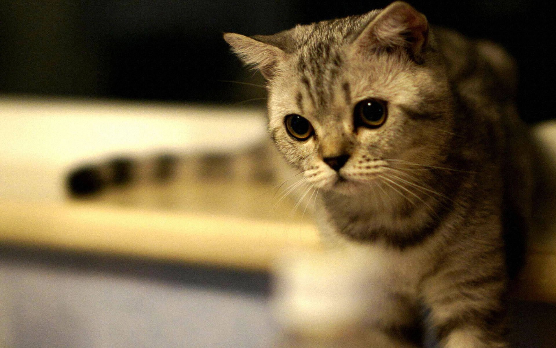 萌宠,喵星人,儿童桌面专用