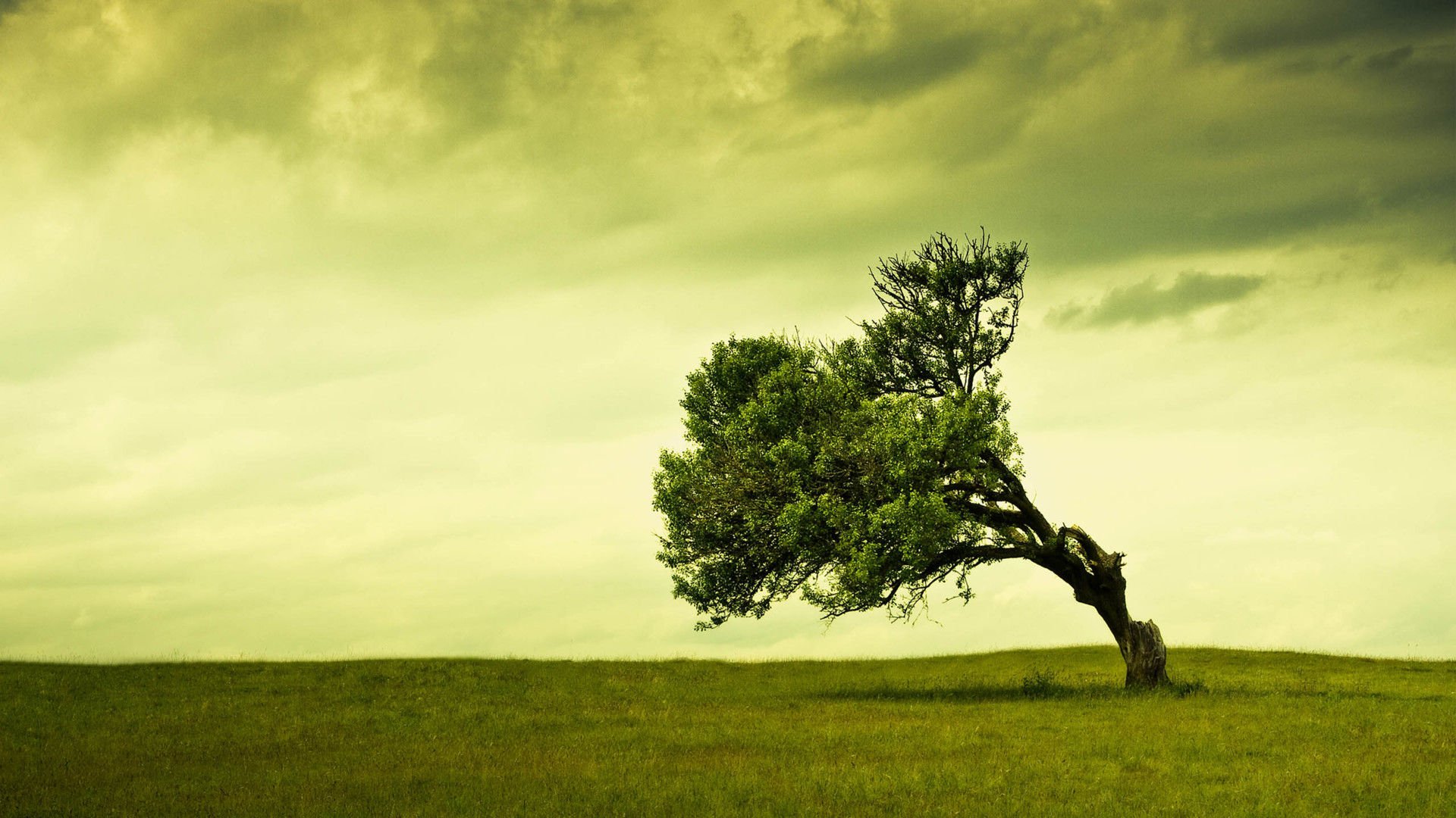 开阔,风景,阳光,大气,风光,碧绿草原,儿童桌面专用