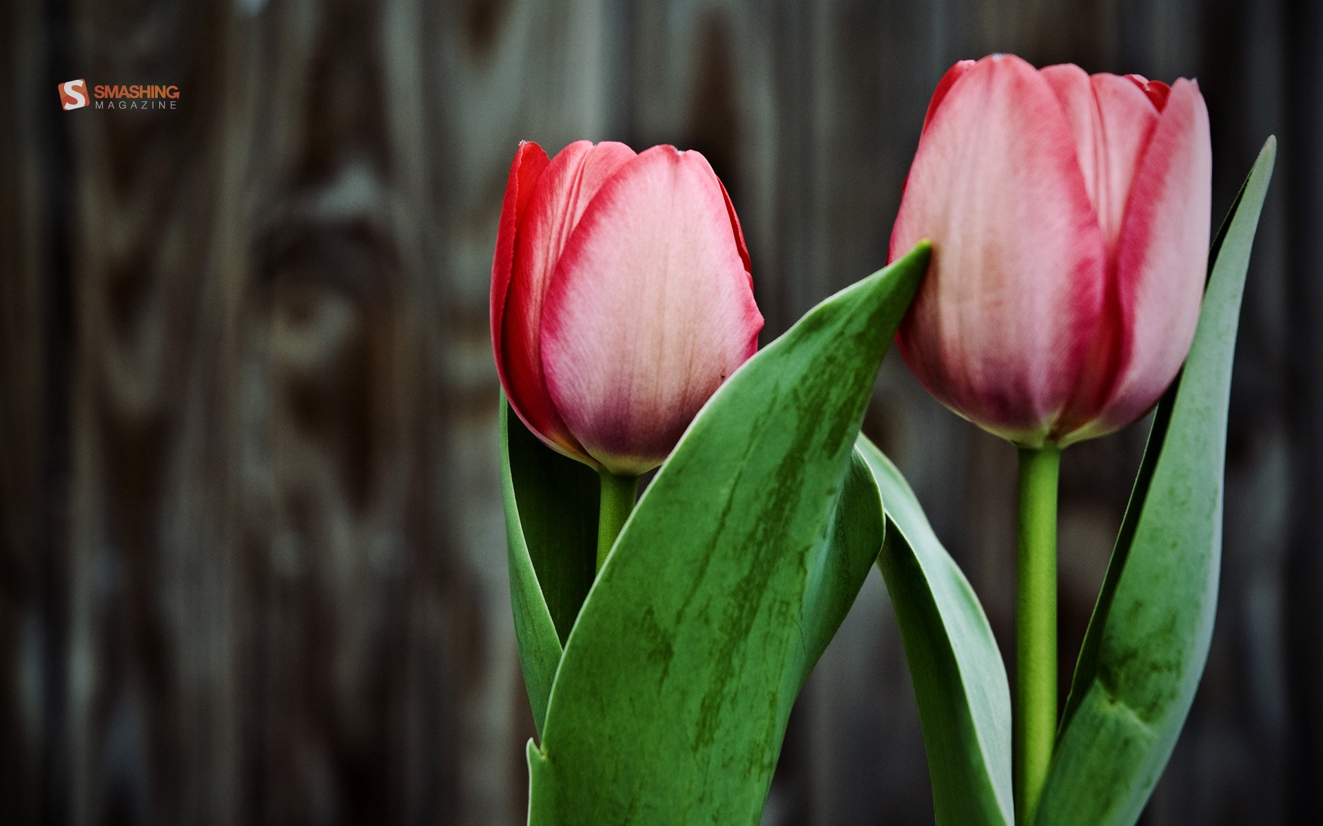 小清新,娇艳欲滴,花卉,十二月三十一日,儿童桌面专用