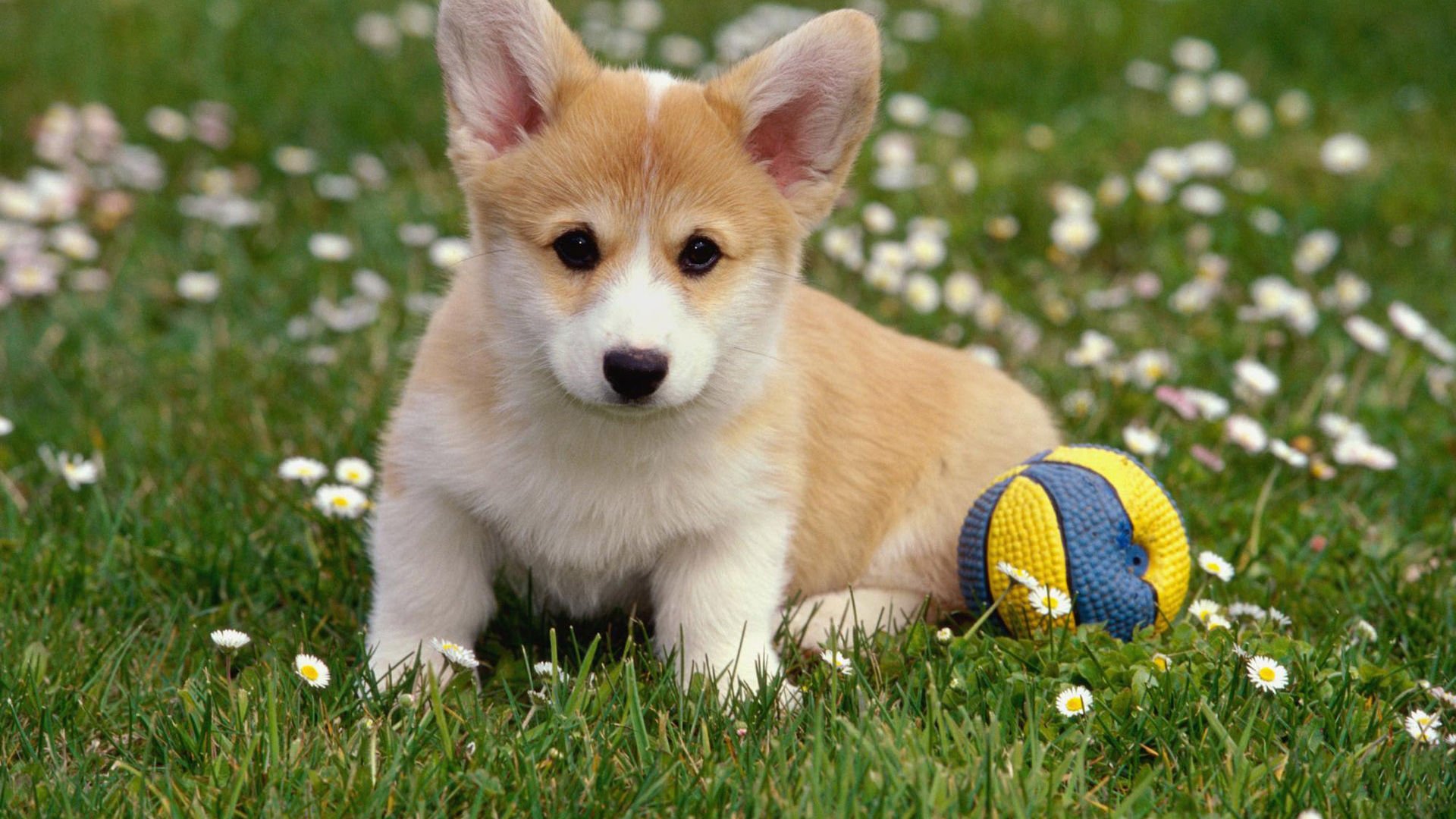 萌宠,汪星人,狗,宠物,动物,憨态百出,儿童桌面专用