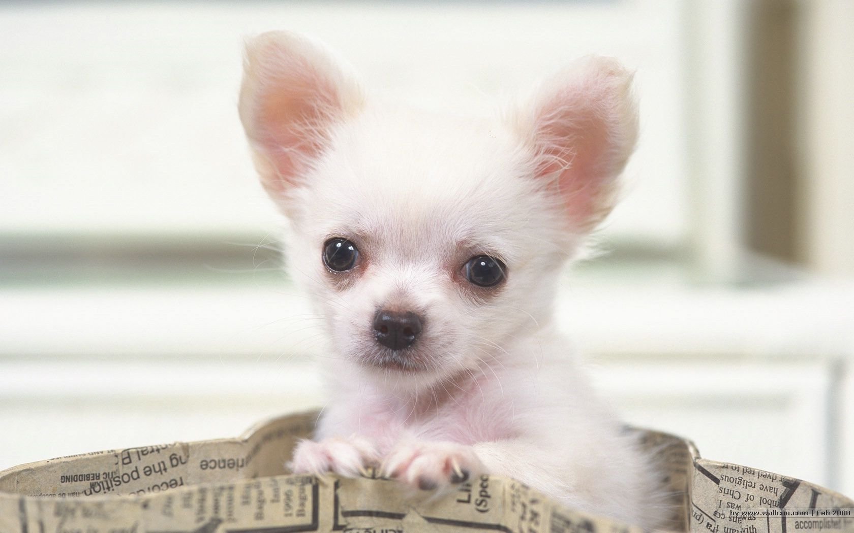 萌宠,汪星人,儿童桌面专用