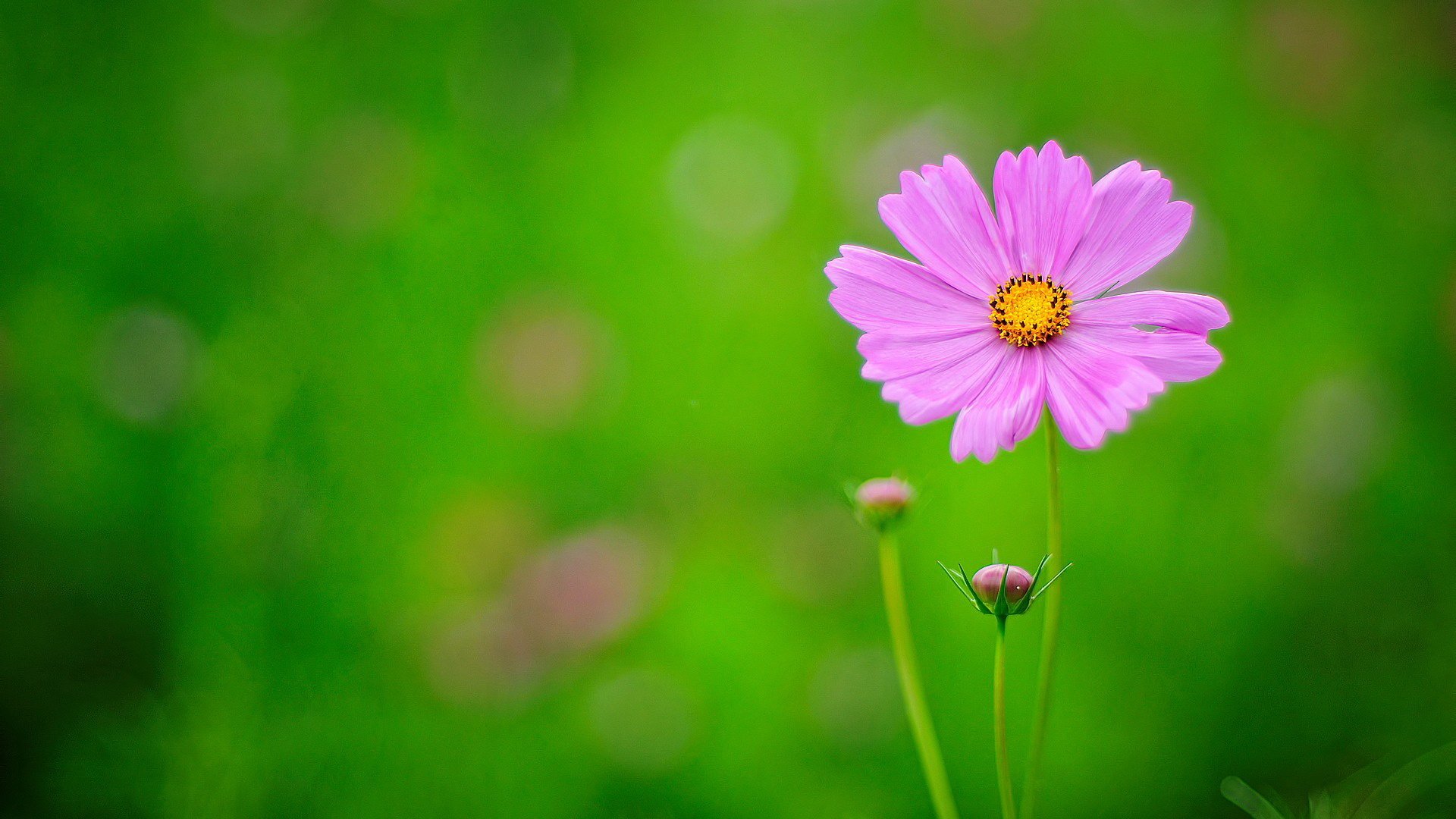 小清新,鸟语花香,花卉,1月28日,儿童桌面专用