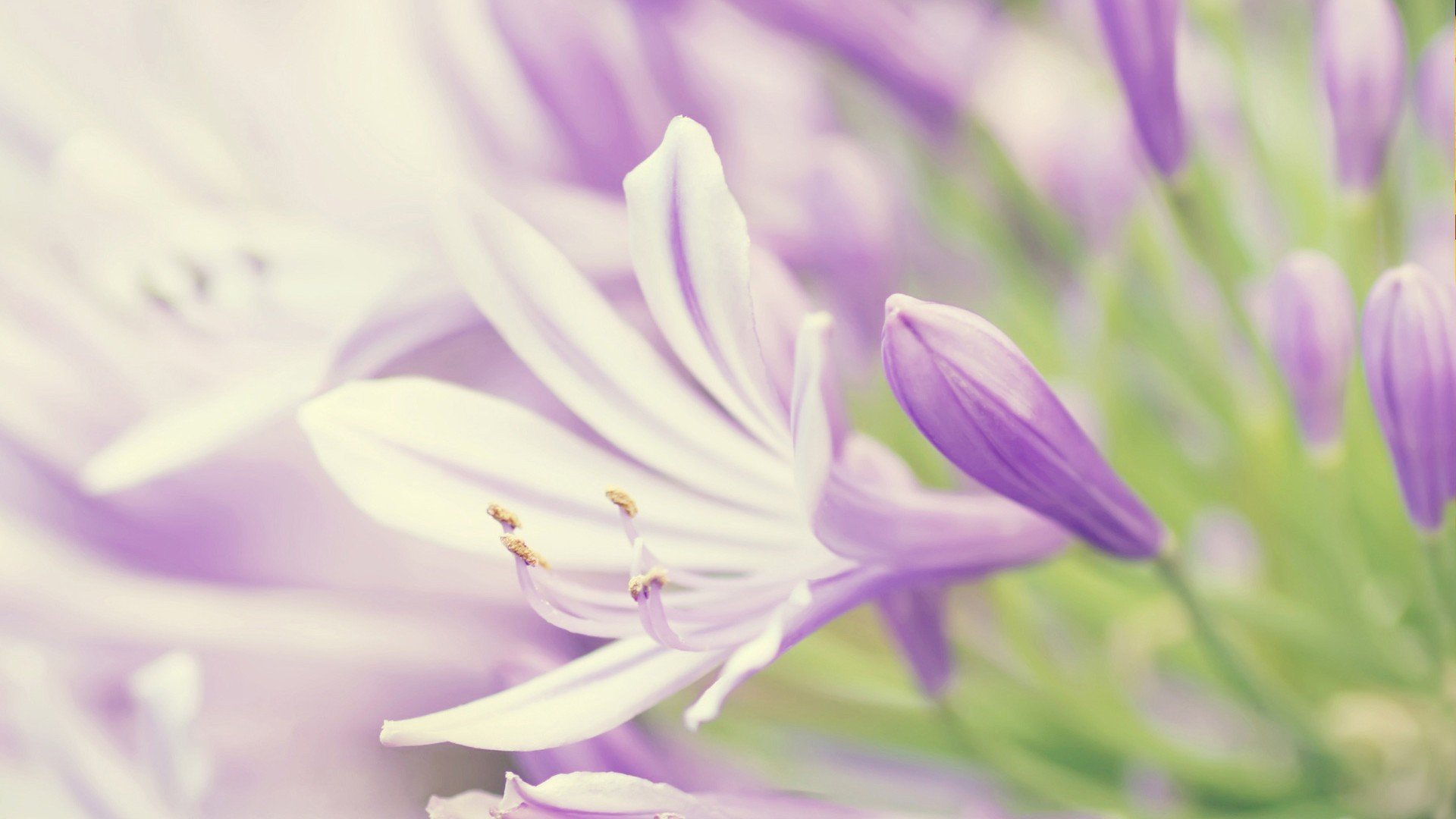 小清新,鸟语花香,1月25日,儿童桌面专用