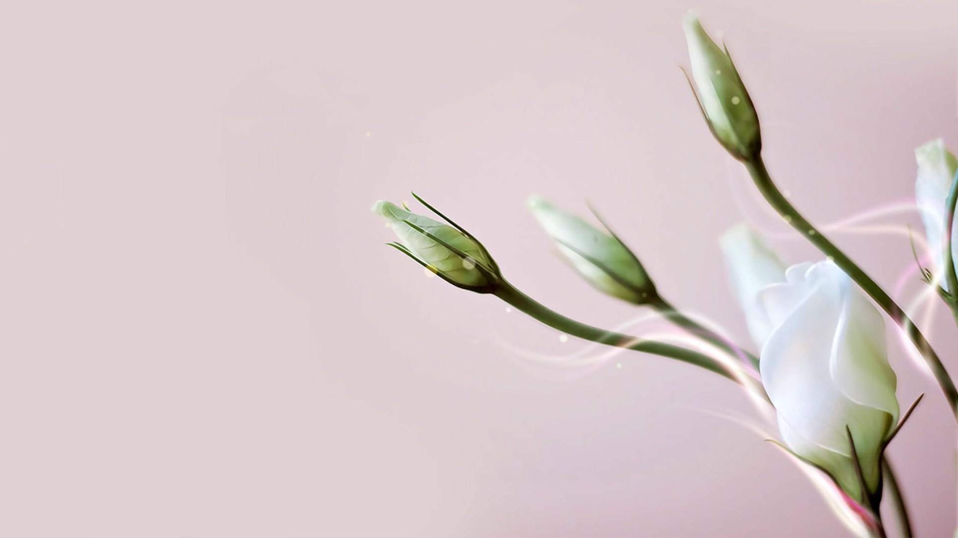 小清新,鸟语花香,花卉,一月十一日,儿童桌面专用