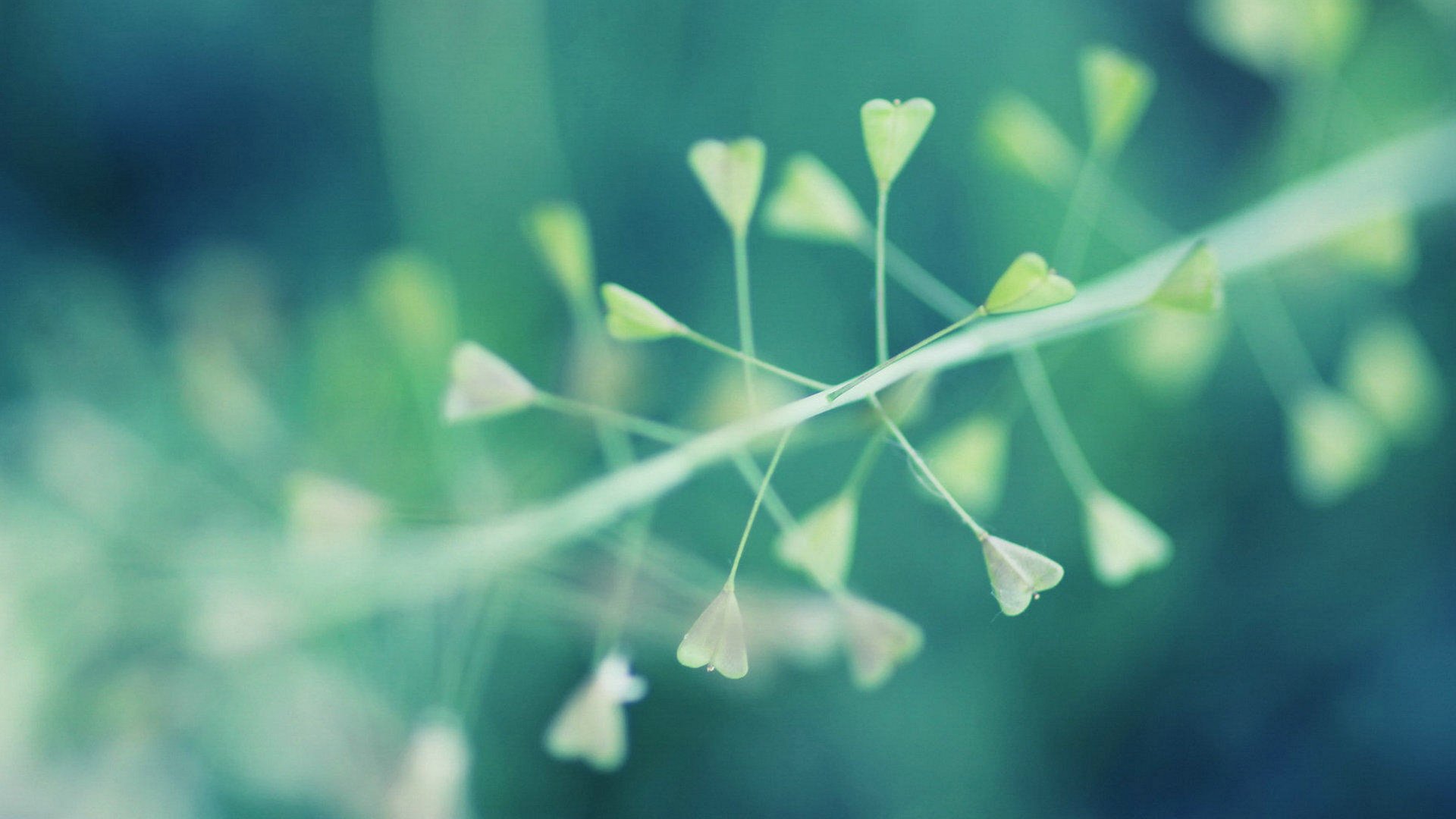 爱情美图,唯美温馨,爱心叶子