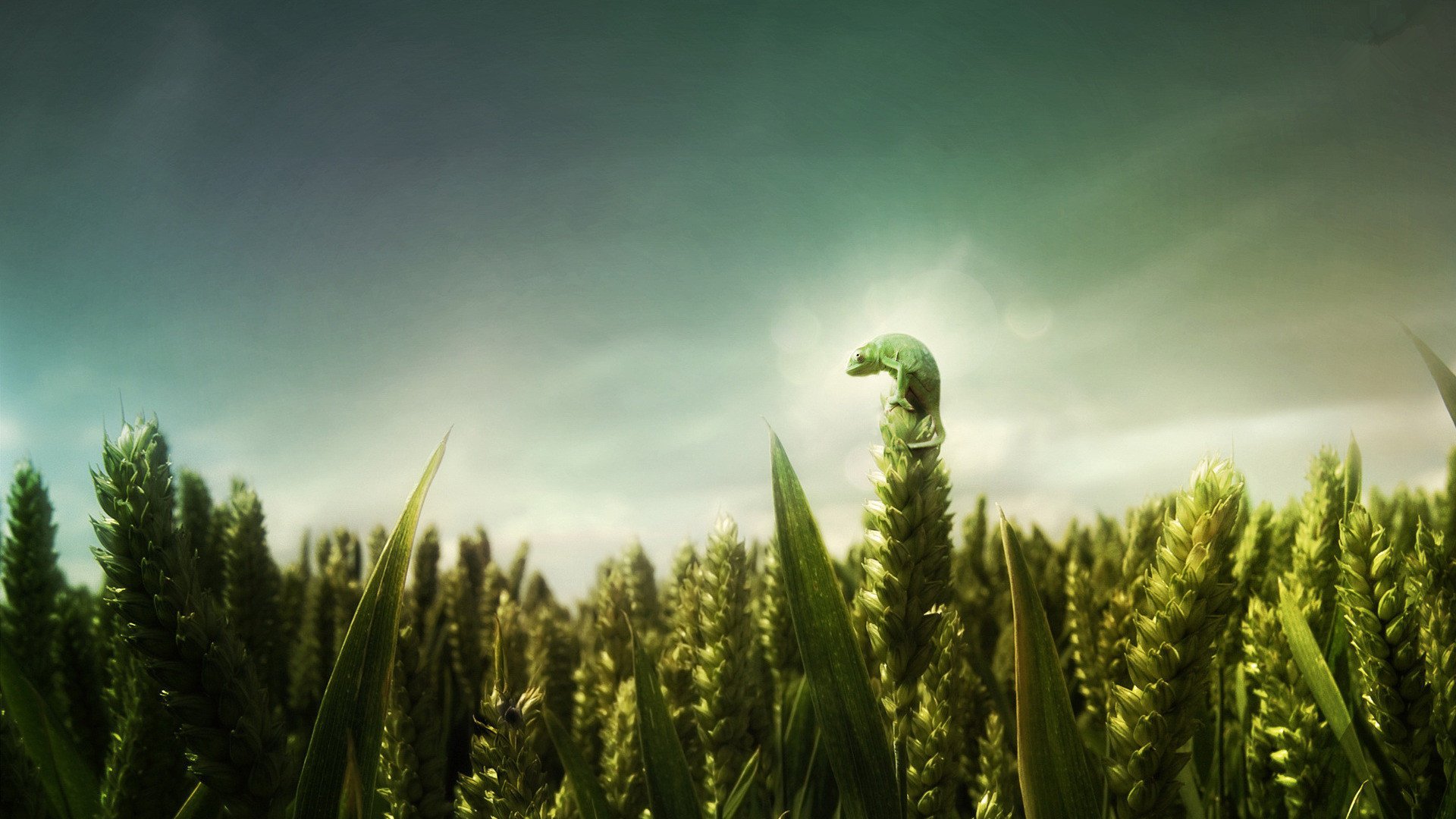 小清新,舒缓压力,绿色,1月29日,儿童桌面专用