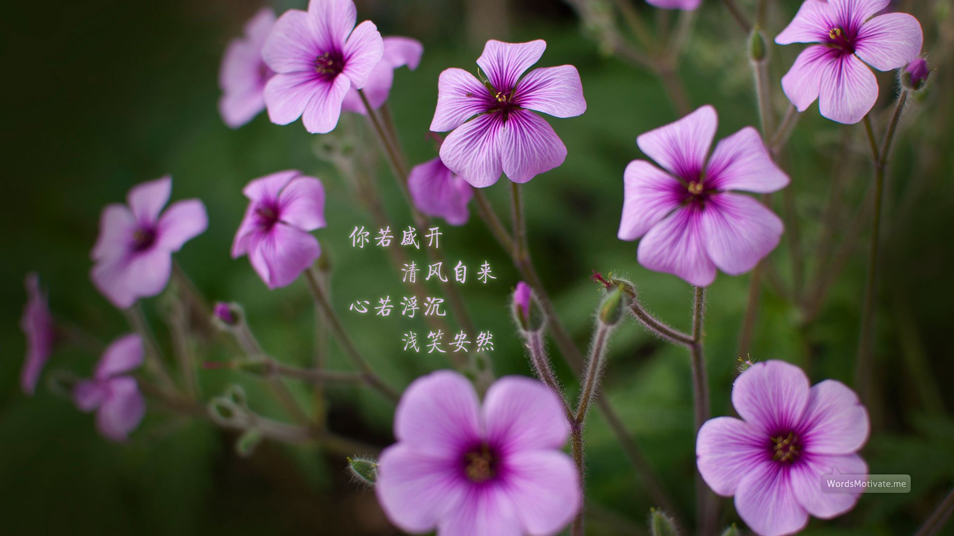 小清新,鸟语花香,花卉,一月六日,儿童桌面专用