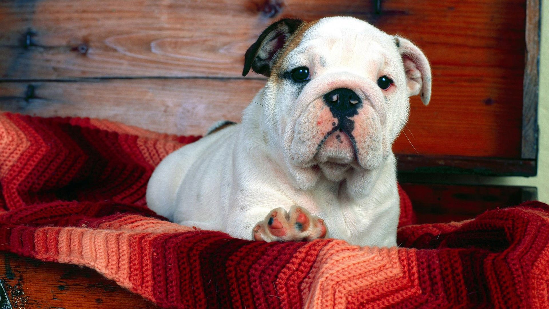 萌宠,汪星人,狗,宠物,卖萌,动物,古灵精怪,儿童桌面专用