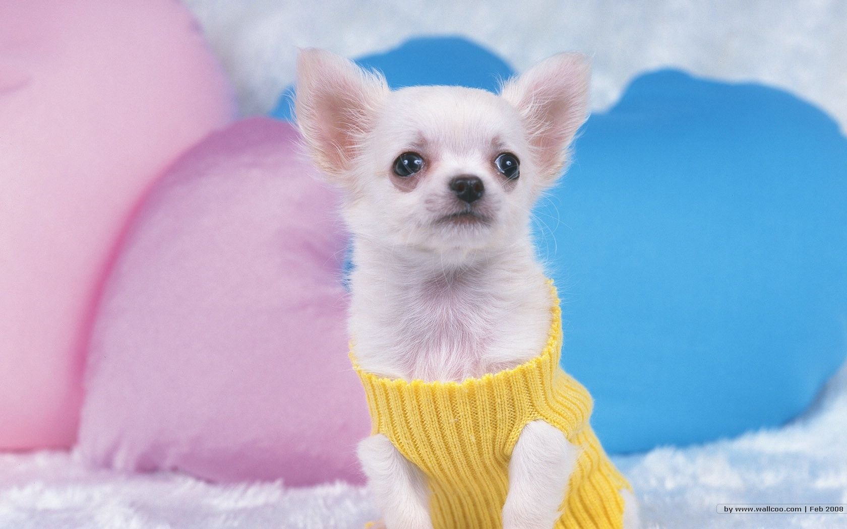 萌宠,汪星人,狗,卖萌,可爱,宠物,古灵精怪,儿童桌面专用