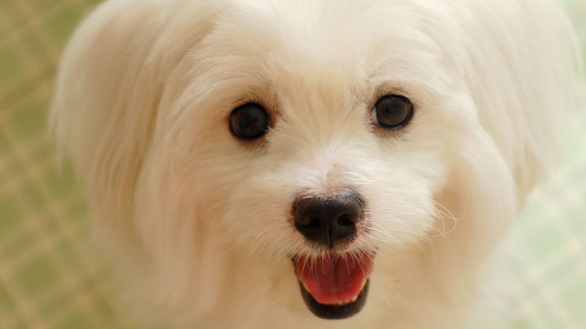 萌宠,汪星人,狗,宠物,动物,卖萌,儿童桌面专用