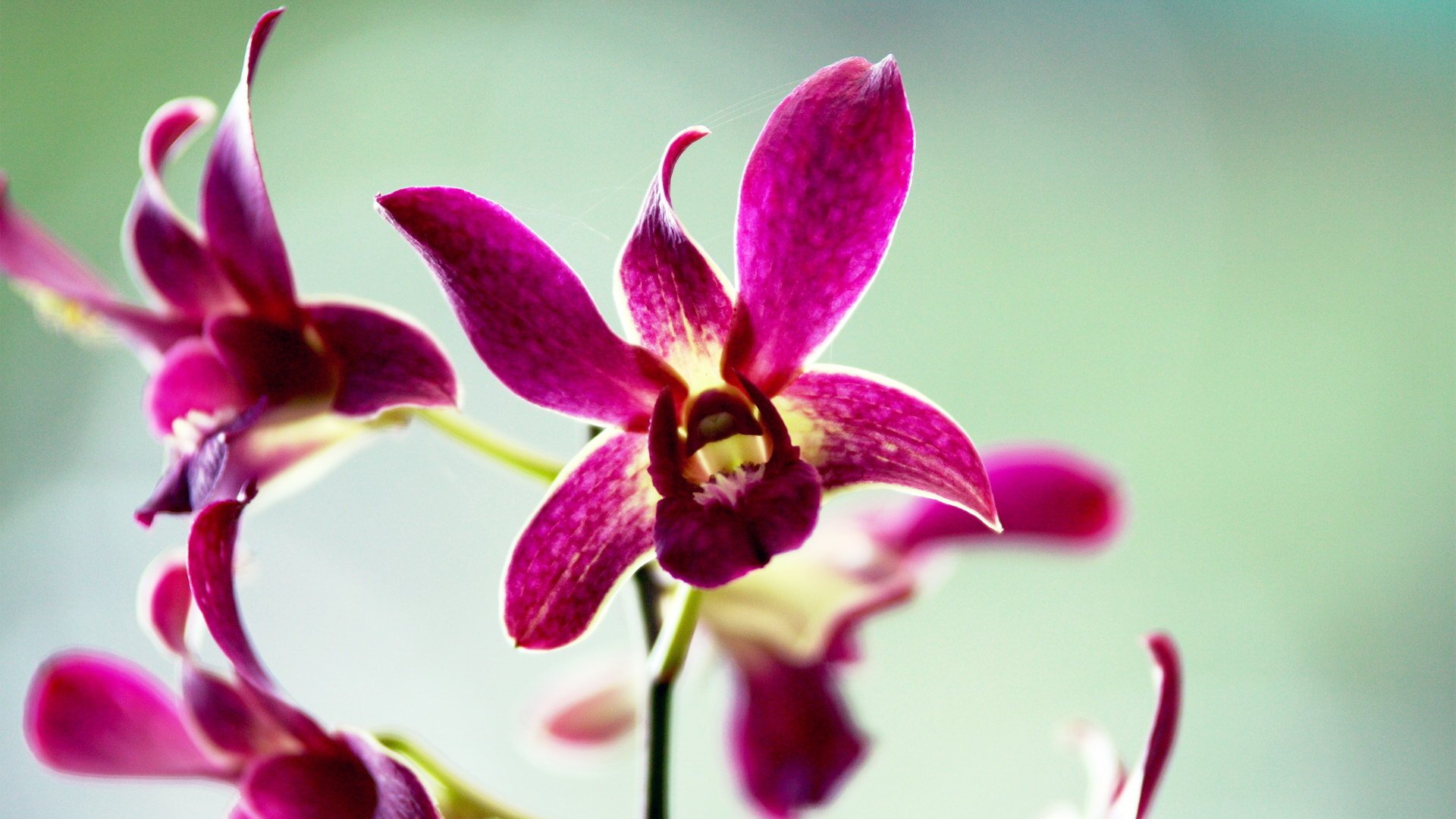 小清新,娇艳欲滴,花卉,一月十四日,儿童桌面专用