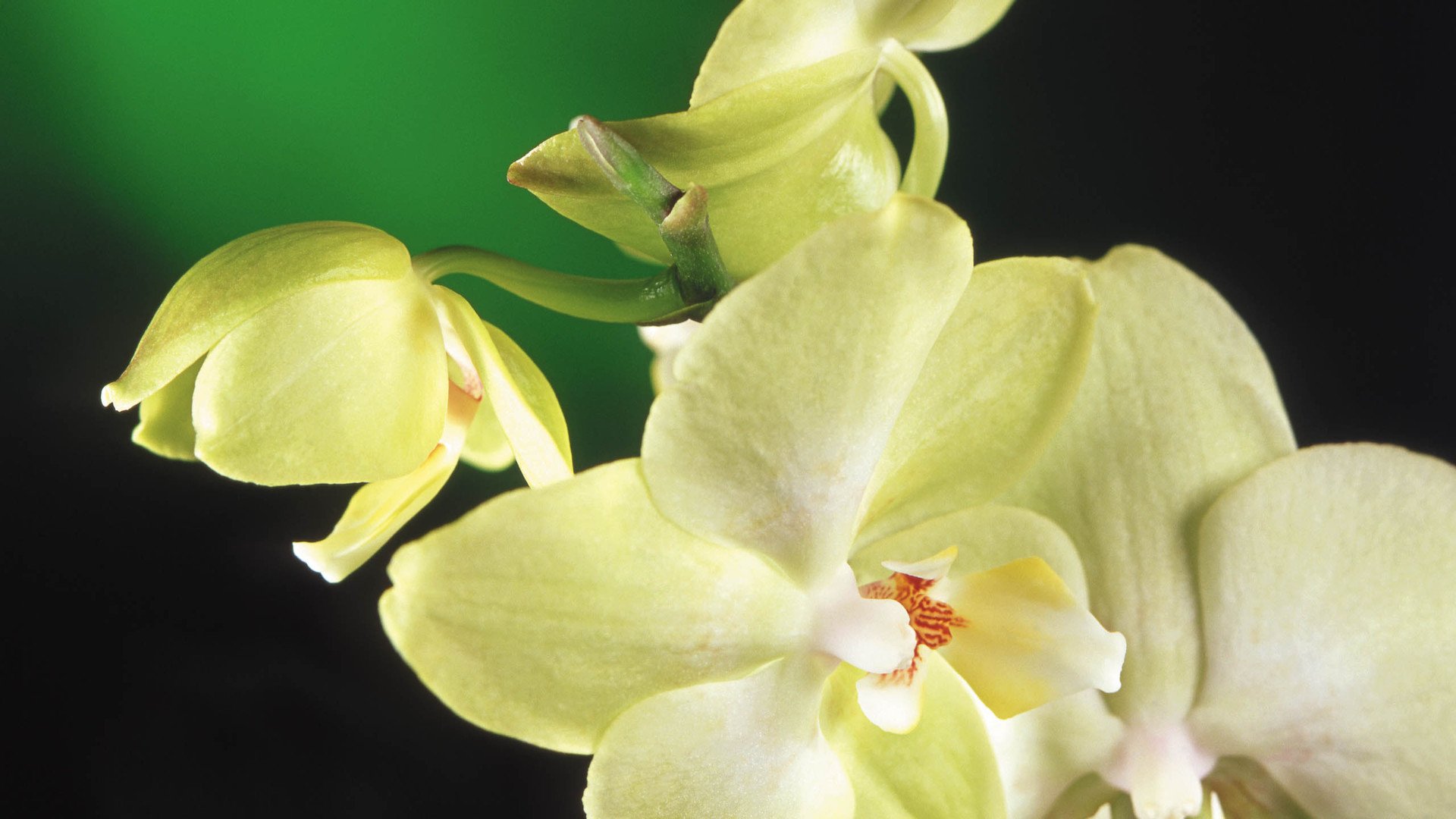 小清新,娇艳欲滴,花卉,1月21日,儿童桌面专用