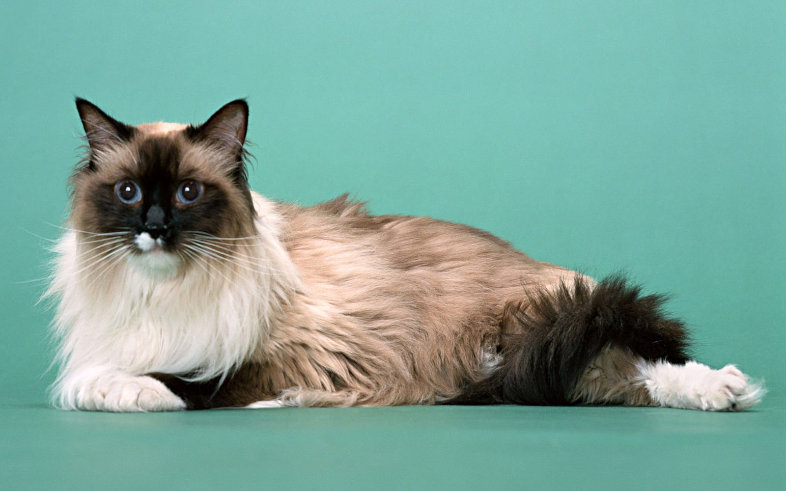 萌宠,喵星人,儿童桌面专用