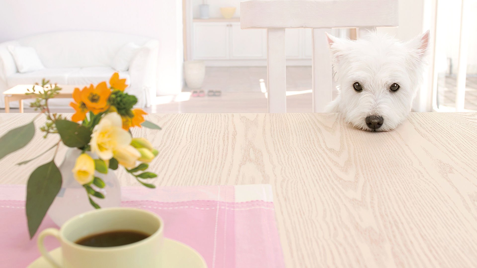 萌宠,汪星人,狗,卖萌,可爱,宠物,古灵精怪,憨态百出,搞笑图,儿童桌面专用