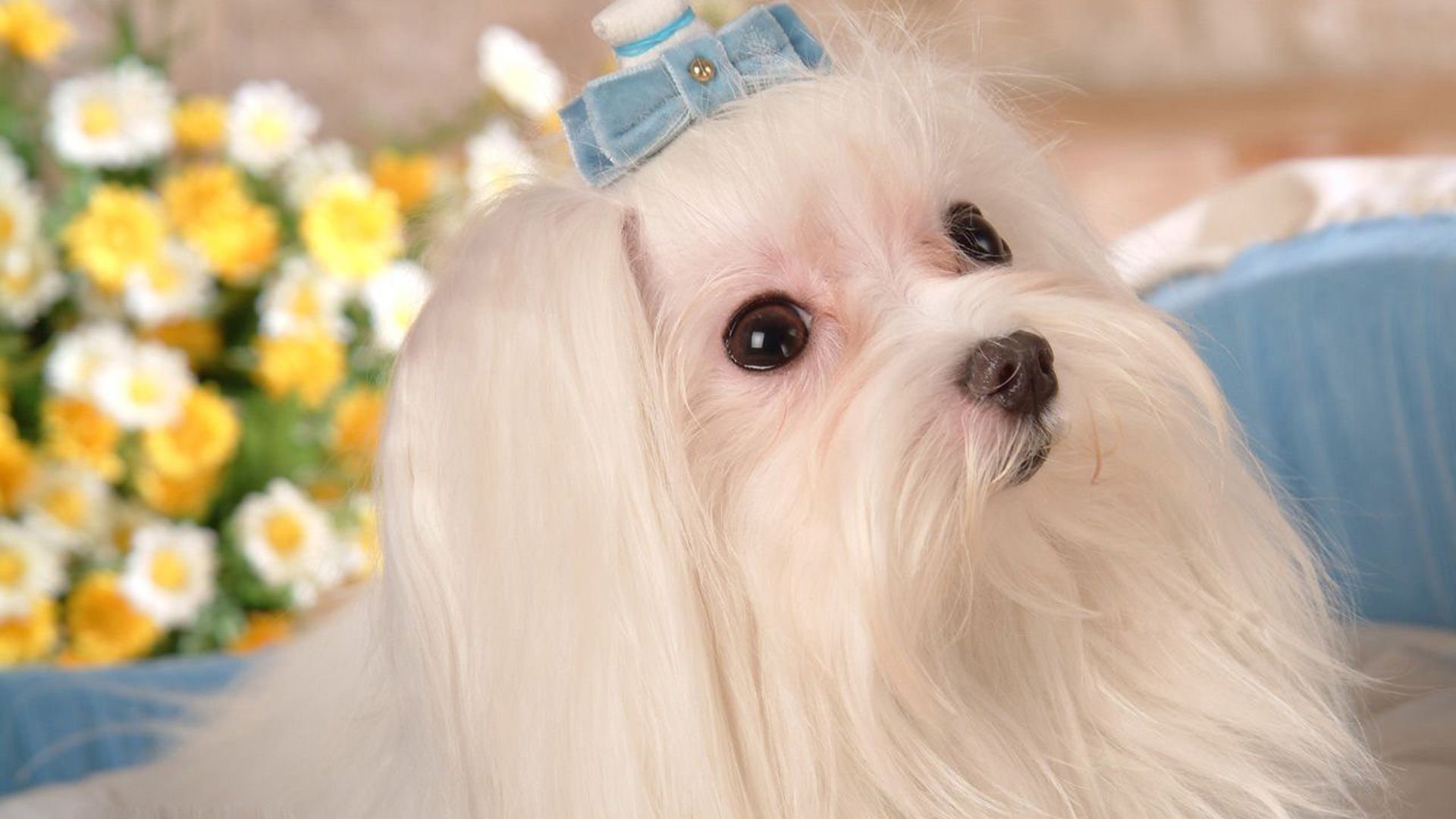 萌宠,汪星人,宠物,动物,可爱,卖萌,狗,儿童桌面专用