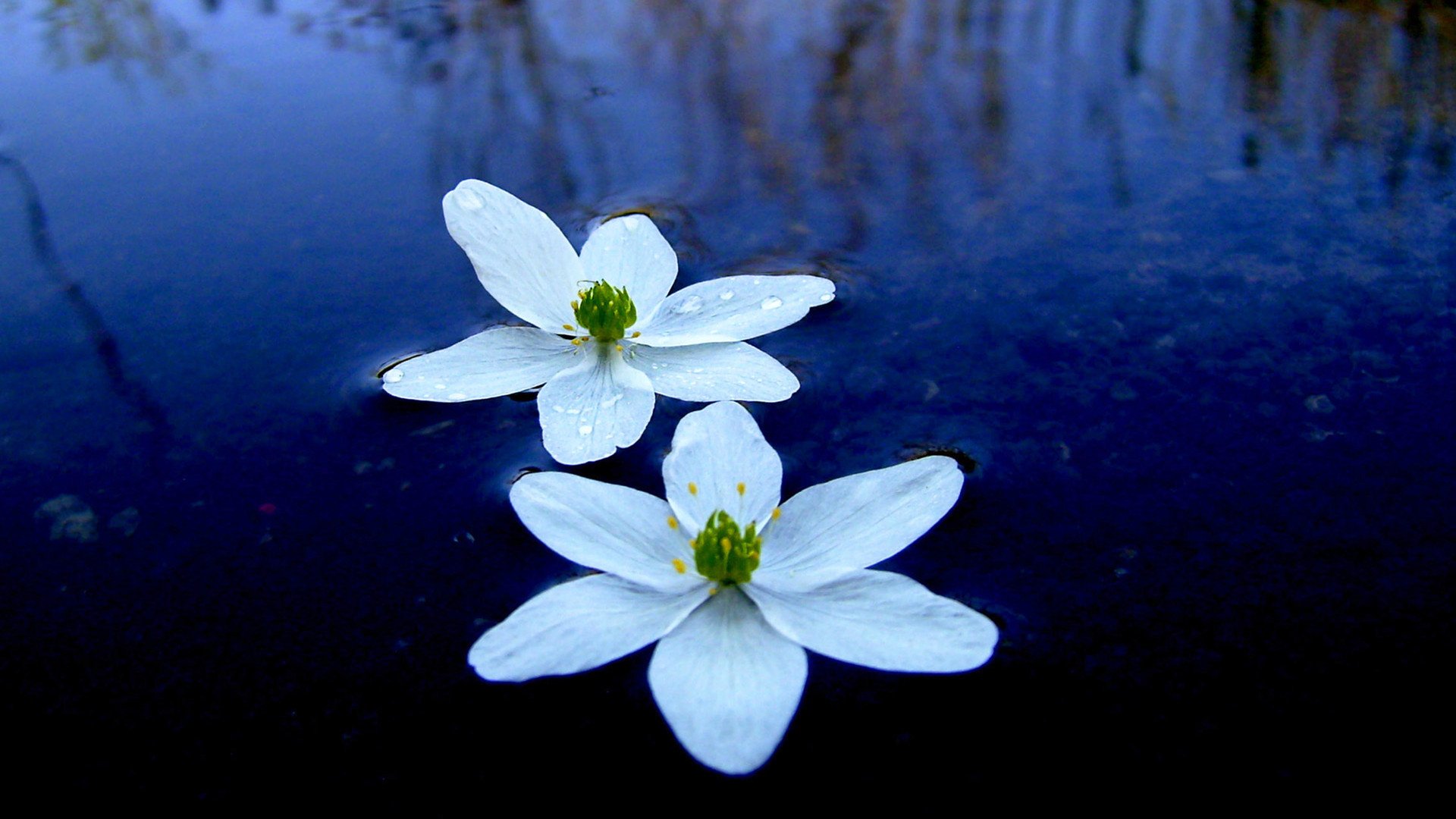 小清新,清新淡雅,花卉,一月十日,儿童桌面专用