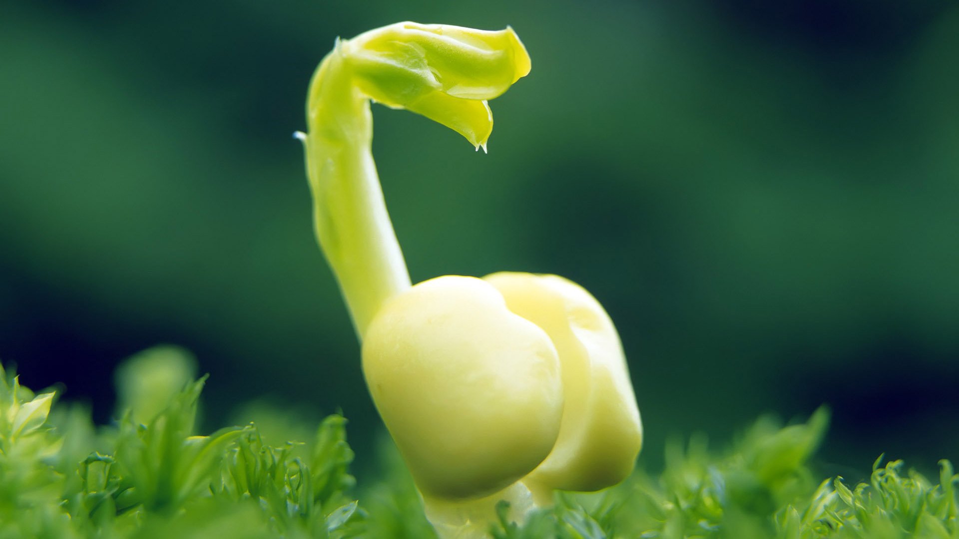 小清新,护眼壁纸,绿芽,一月五日,儿童桌面专用