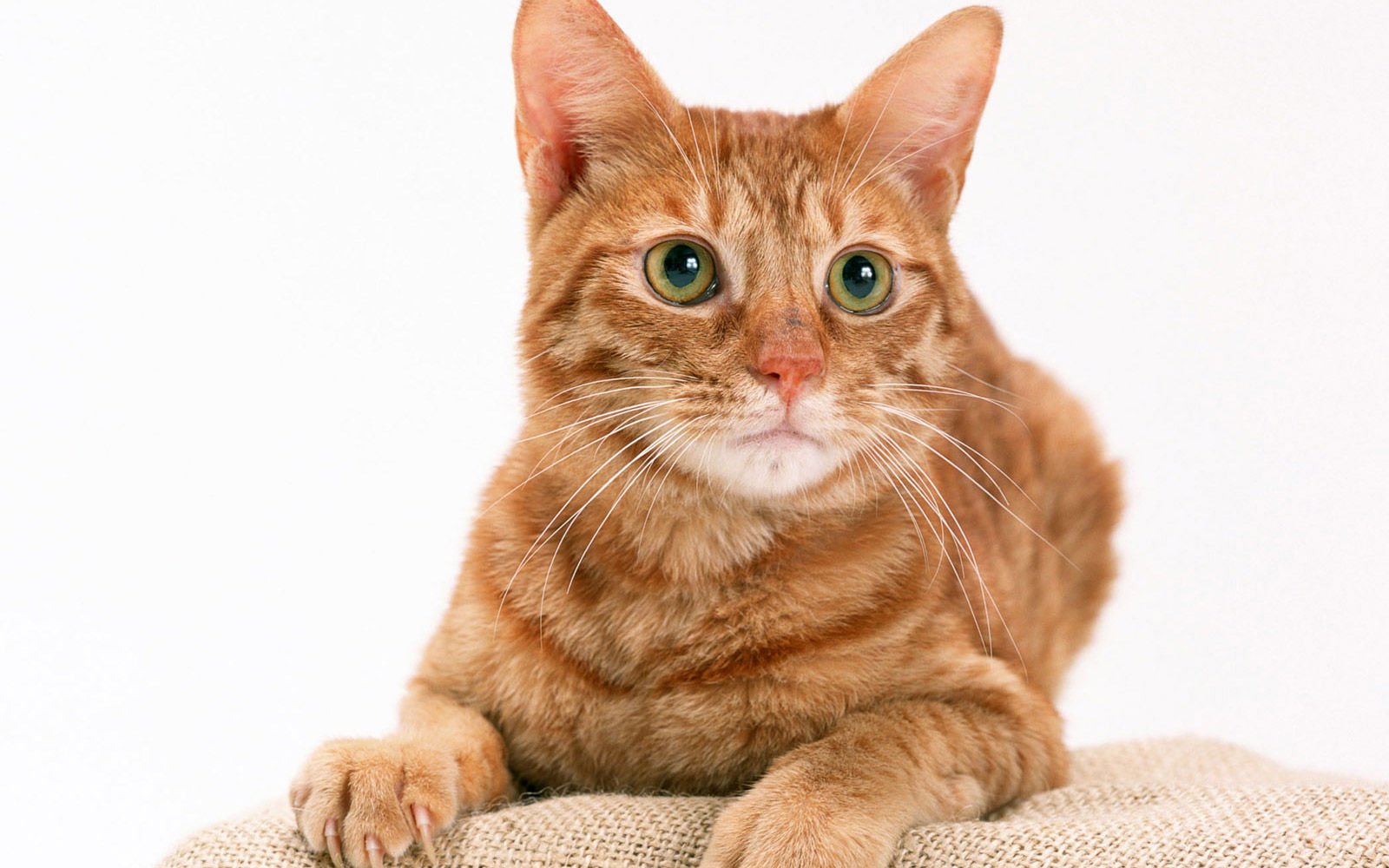 萌宠,喵星人,儿童桌面专用