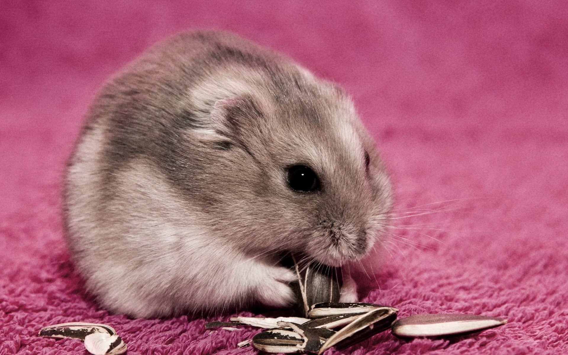 萌宠,古灵精怪,仓鼠,卖萌,搞笑图,儿童桌面专用