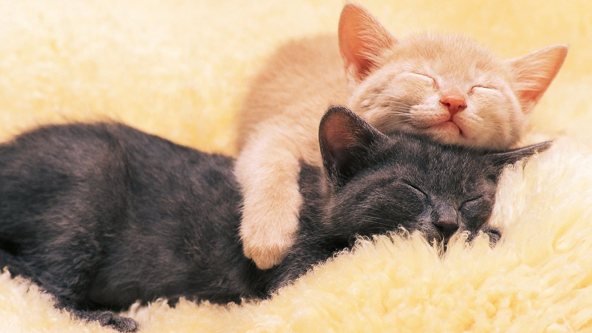 萌宠,喵星人,可爱,宠物,卖萌,憨态百出,睡觉中,猫,儿童桌面专用