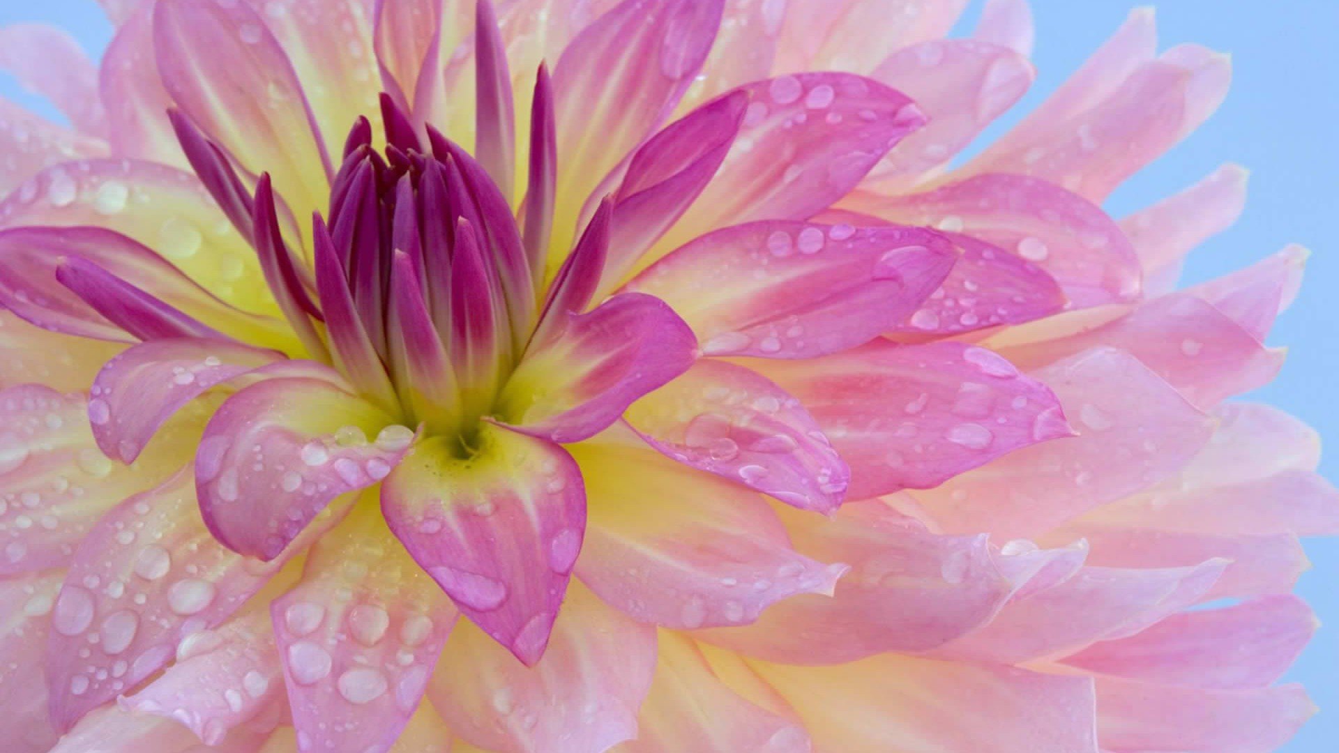 小清新,娇艳欲滴,花卉,一月九日,儿童桌面专用