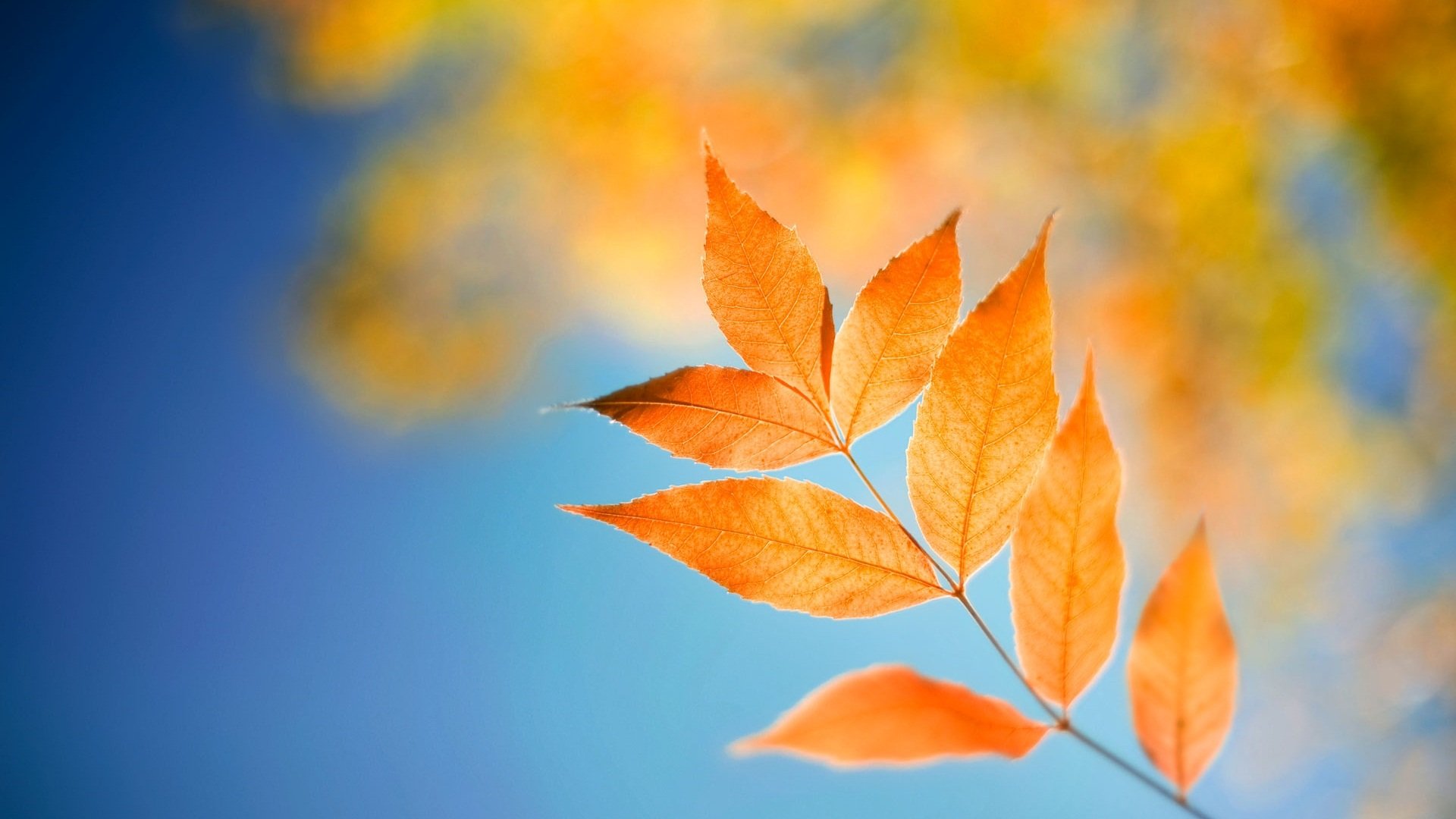 小清新,清新淡雅,树叶,一月八日,儿童桌面专用