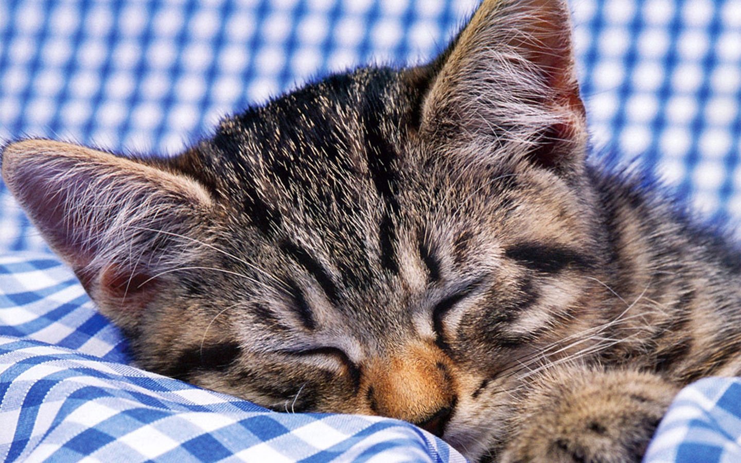 萌宠,喵星人,可爱,宠物,卖萌,憨态百出,睡觉中,猫,儿童桌面专用