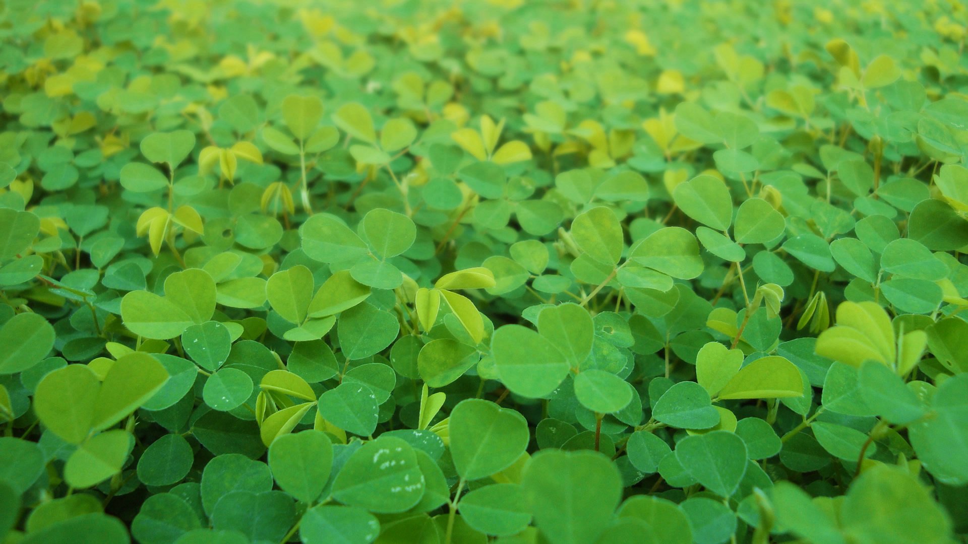 小清新,护眼壁纸,四叶草,幸运,儿童桌面专用