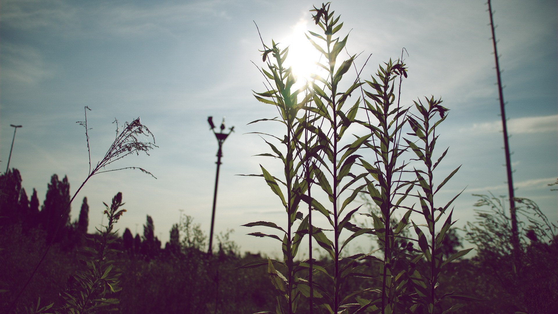 小清新,清新淡雅,1月29日,儿童桌面专用