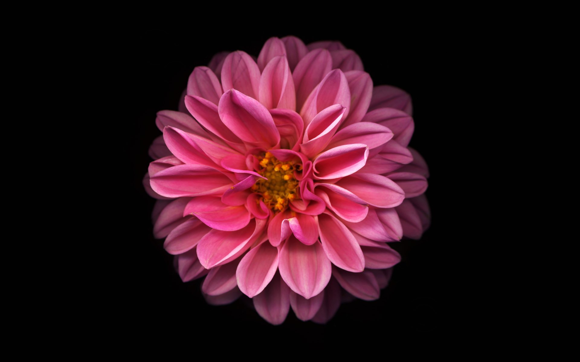 小清新,静物写真,花卉,一月十一日,儿童桌面专用