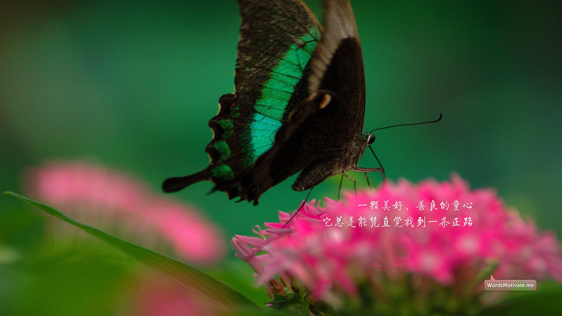 小清新,鸟语花香,花卉,蝴蝶,一月五日,儿童桌面专用