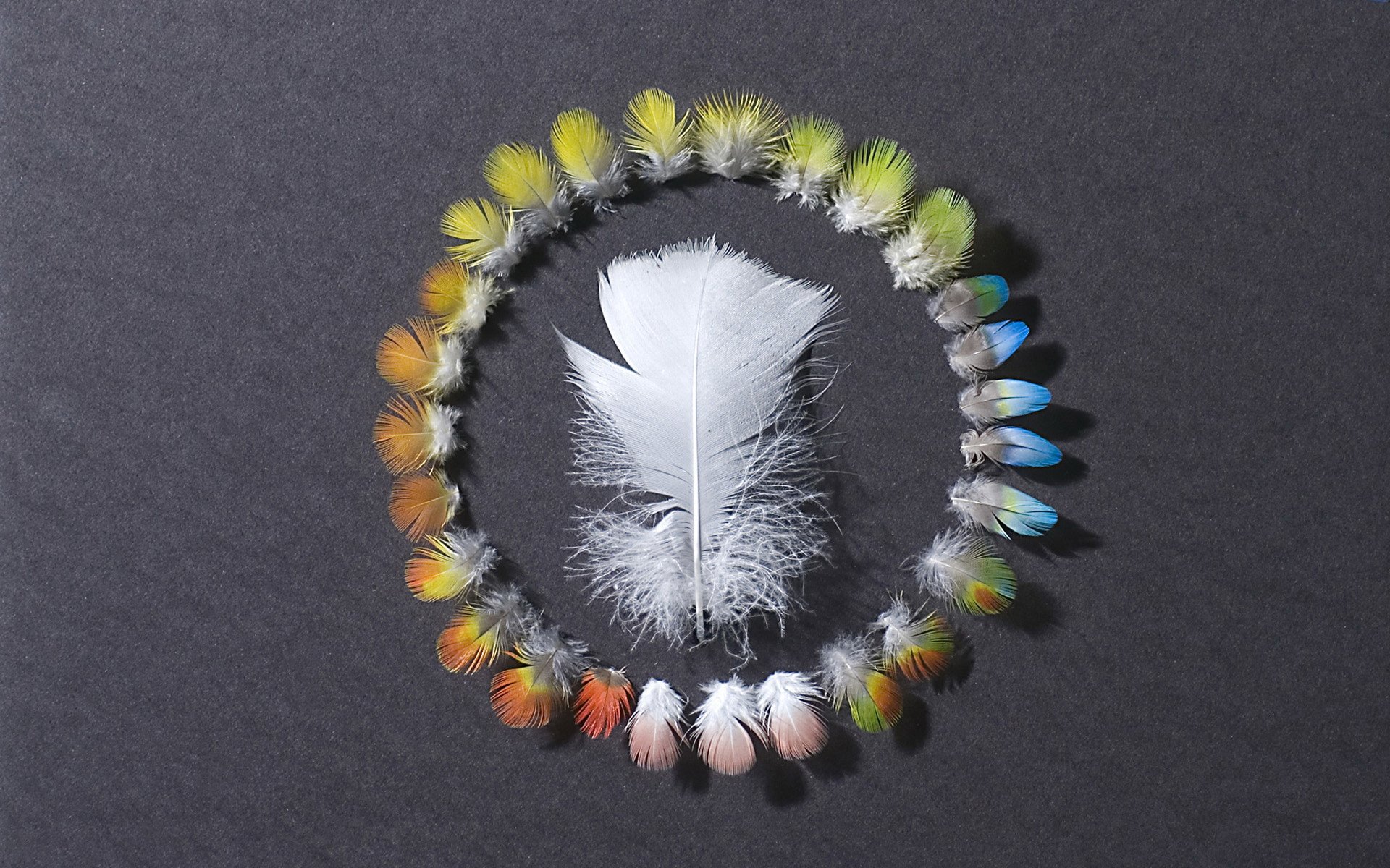 小清新,静物写真,羽毛,1月28日,儿童桌面专用