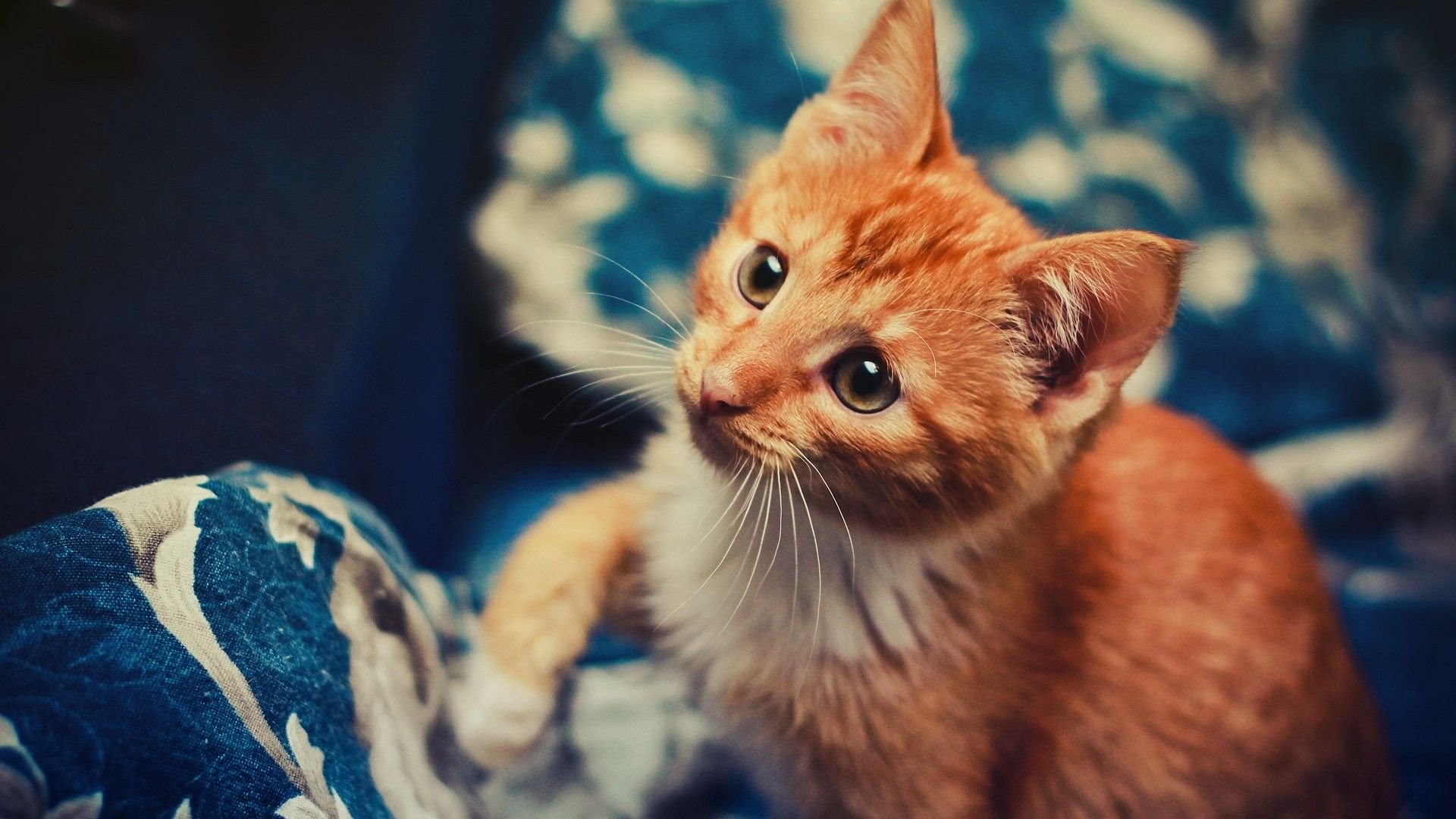 萌宠,喵星人,儿童桌面专用