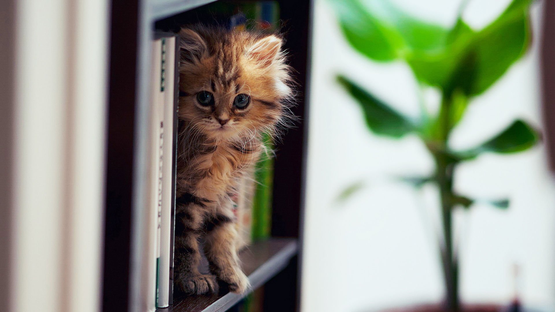 萌宠,喵星人,可爱,宠物,卖萌,憨态百出,儿童桌面专用