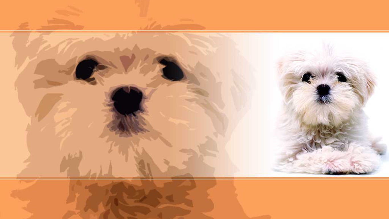 萌宠,汪星人,儿童桌面专用