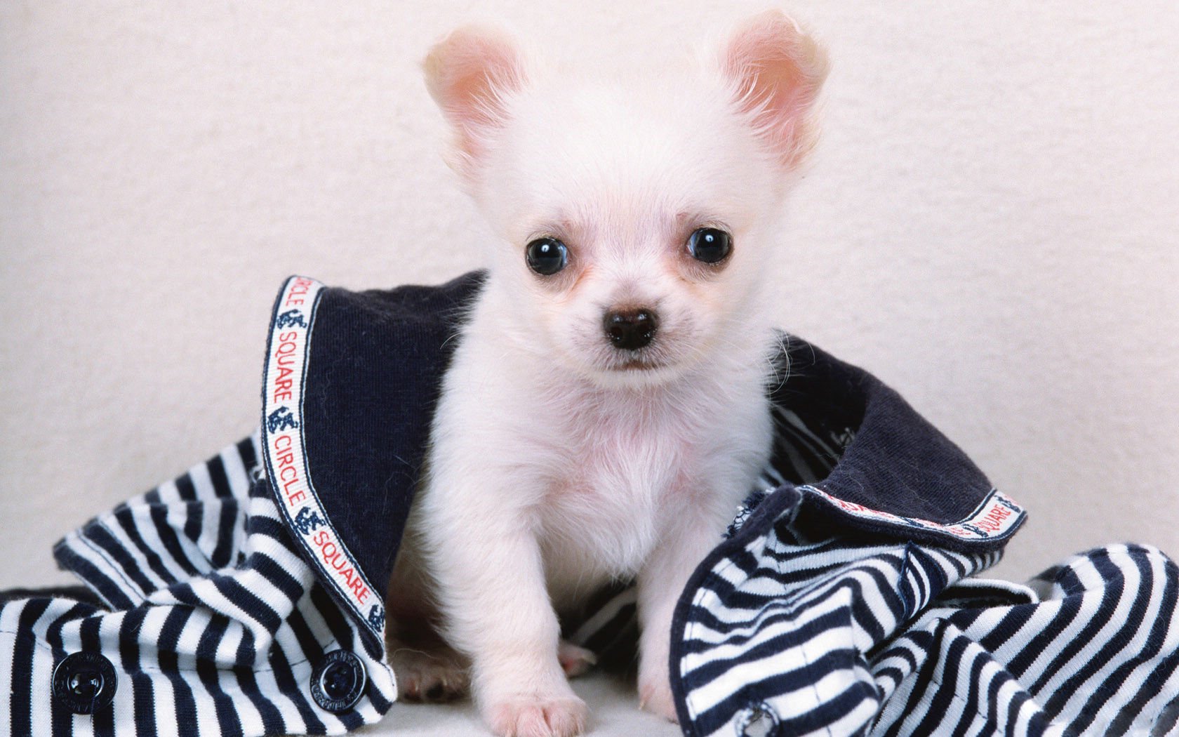 萌宠,汪星人,狗,宠物,可爱,动物,卖萌,古灵精怪,儿童桌面专用