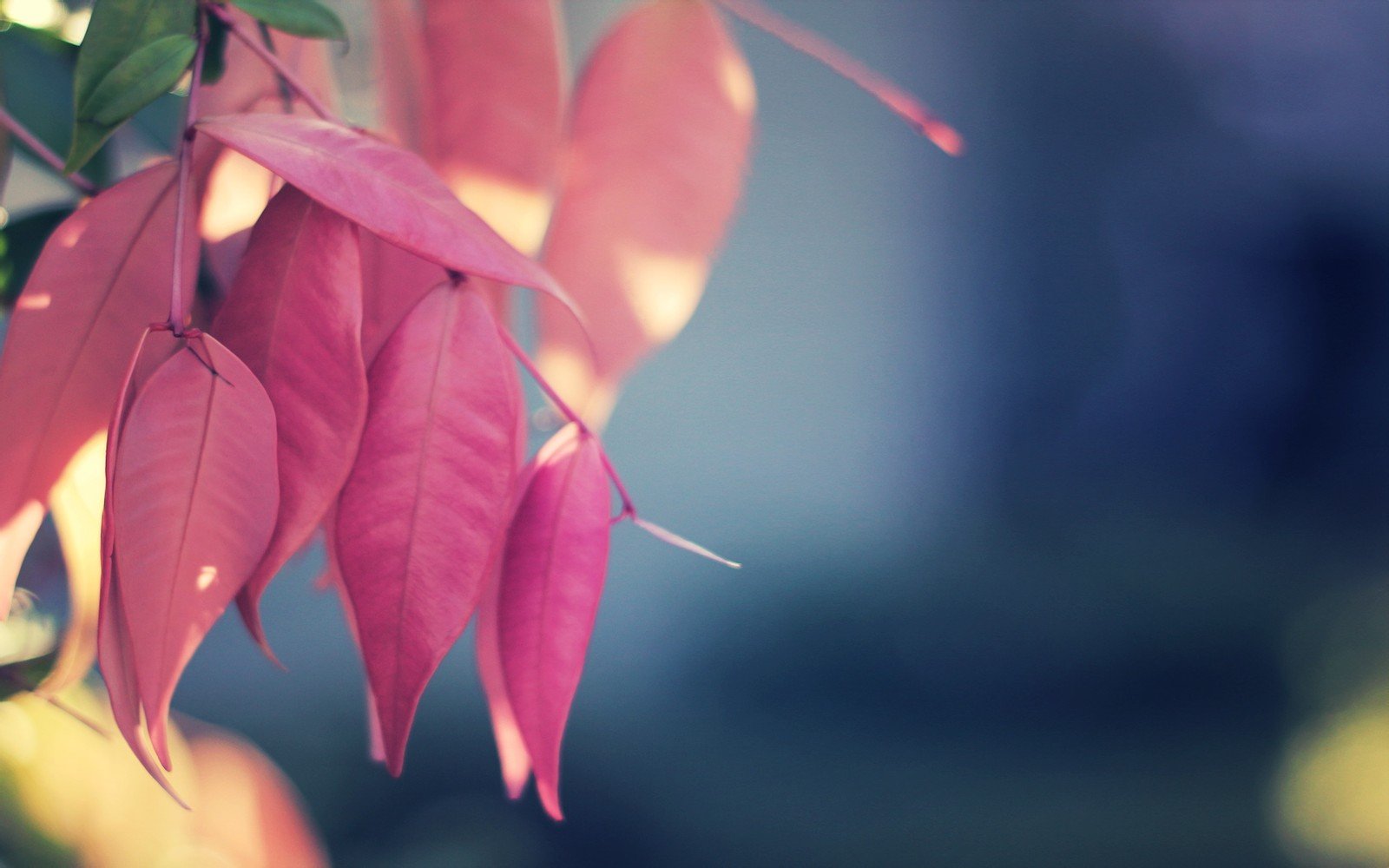 小清新,清新淡雅,树叶,1月16日,儿童桌面专用